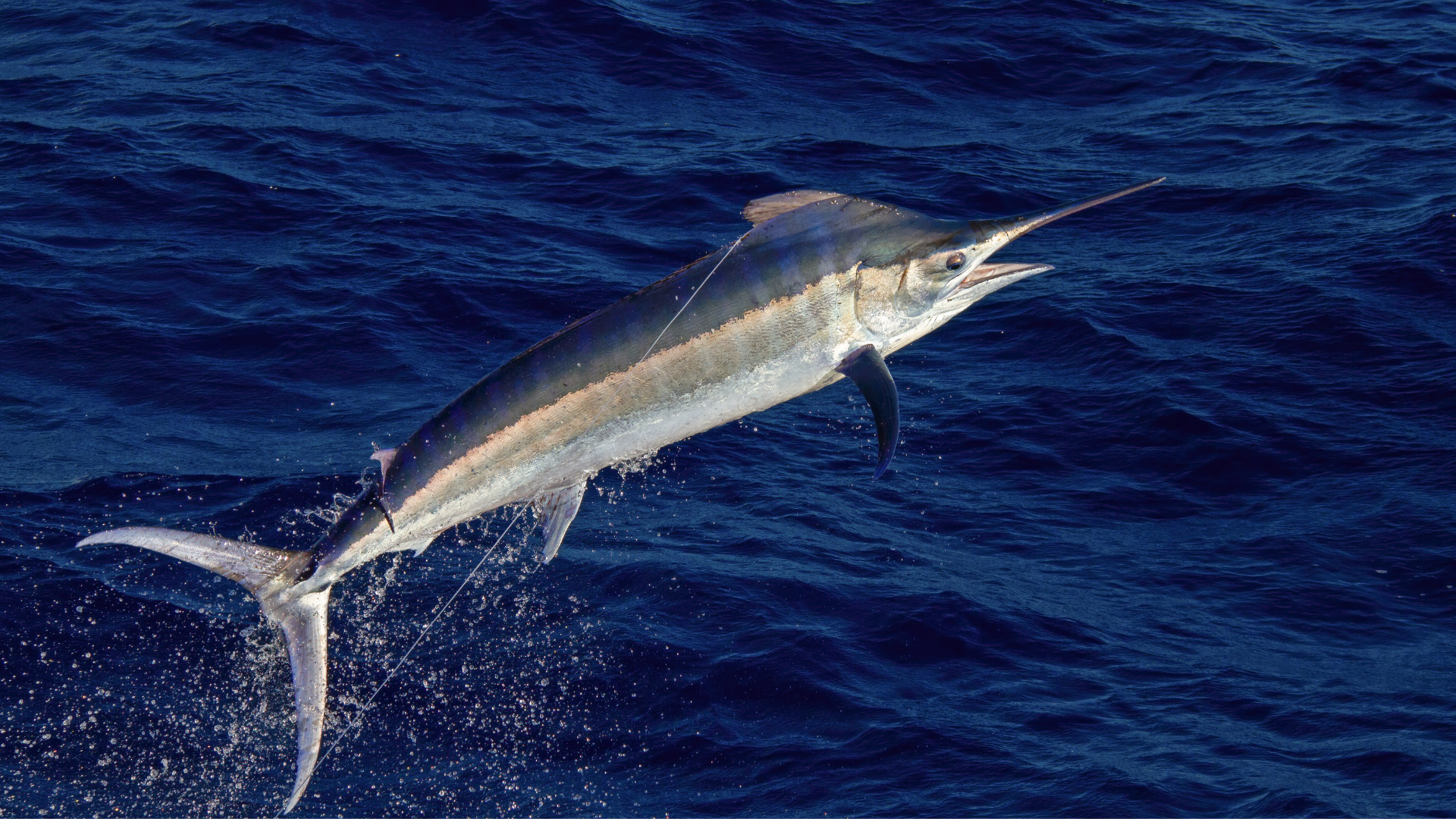 swordfish