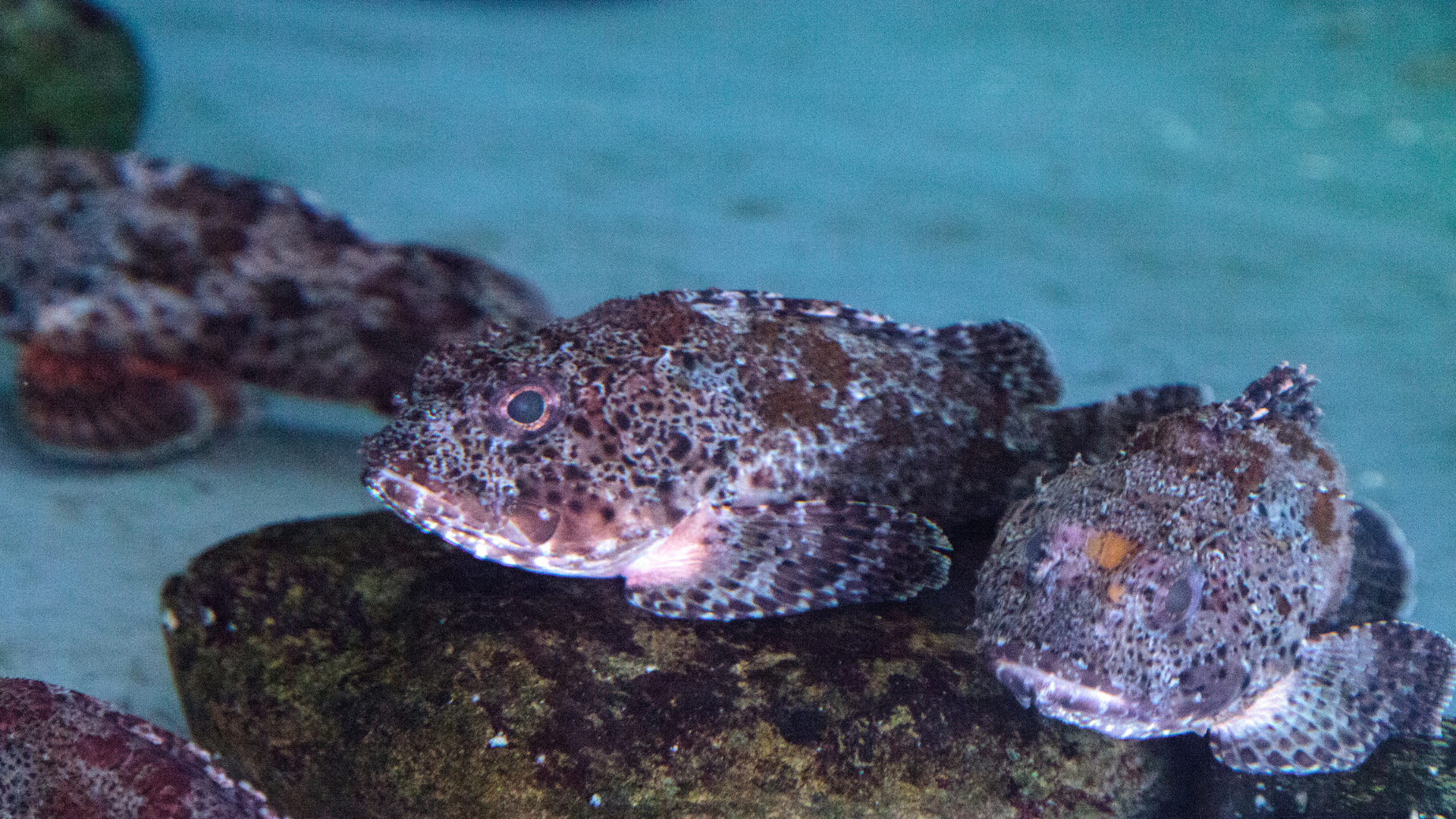 scorpion fish