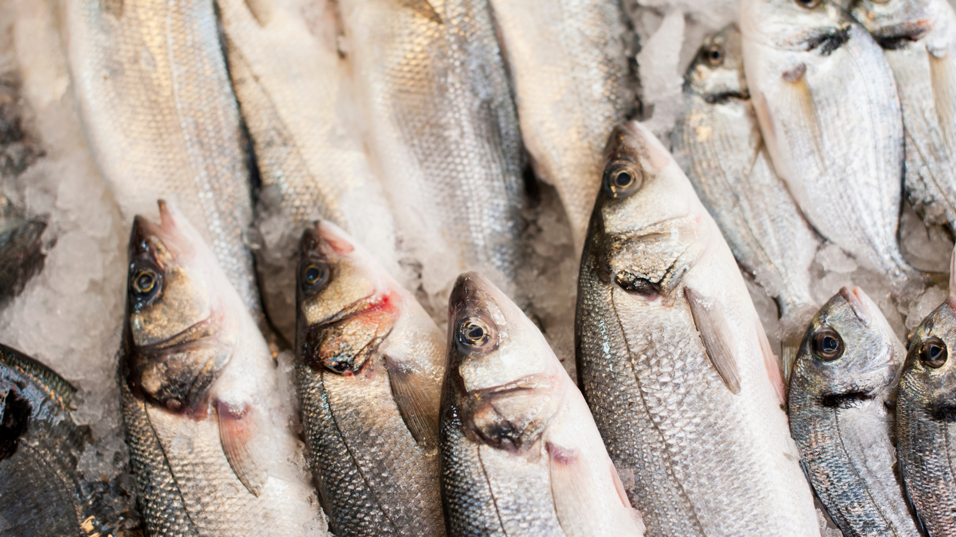 sea bass