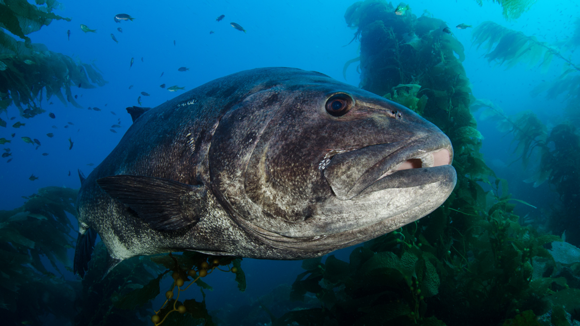 giant sea bass