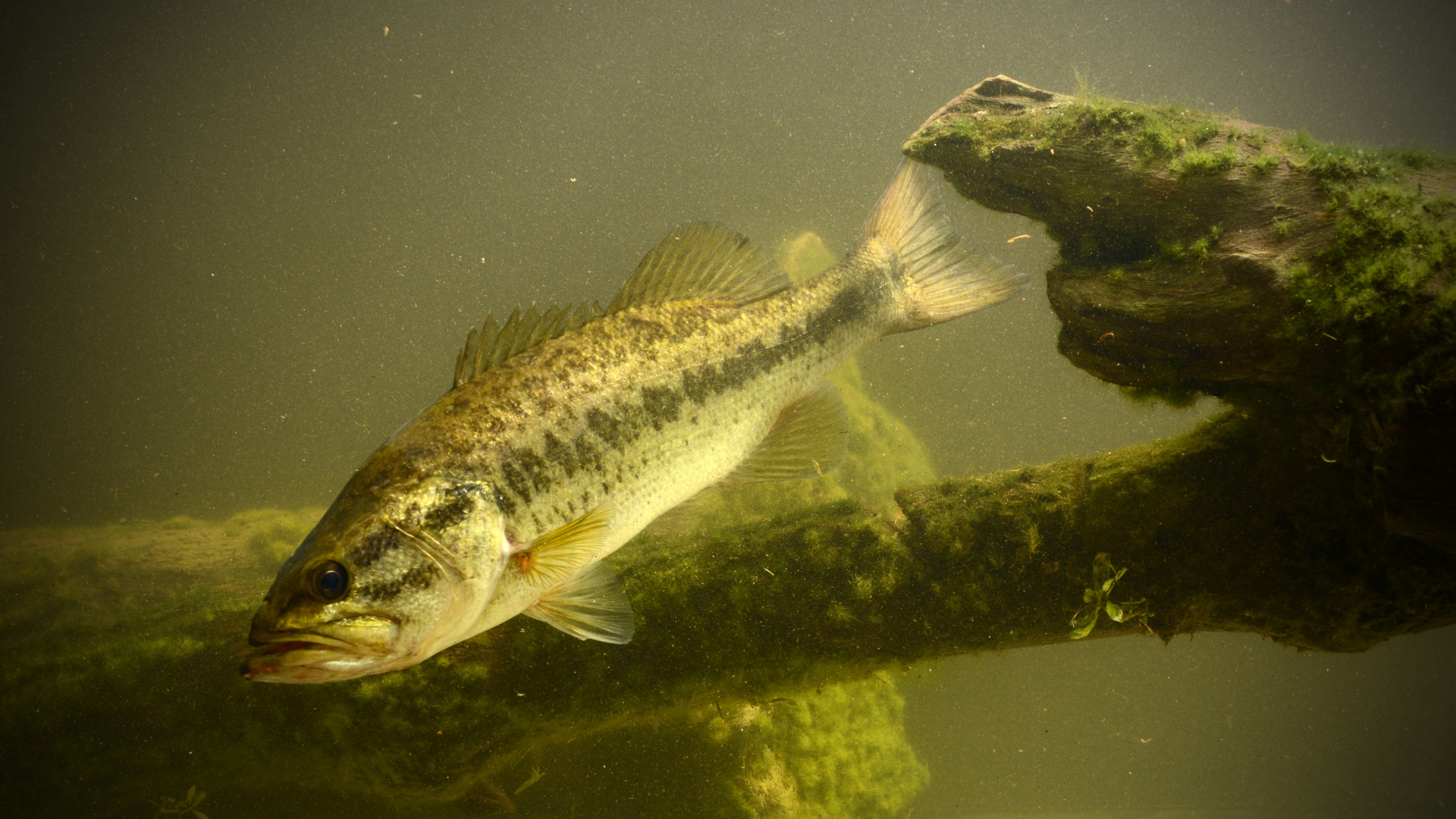 bass