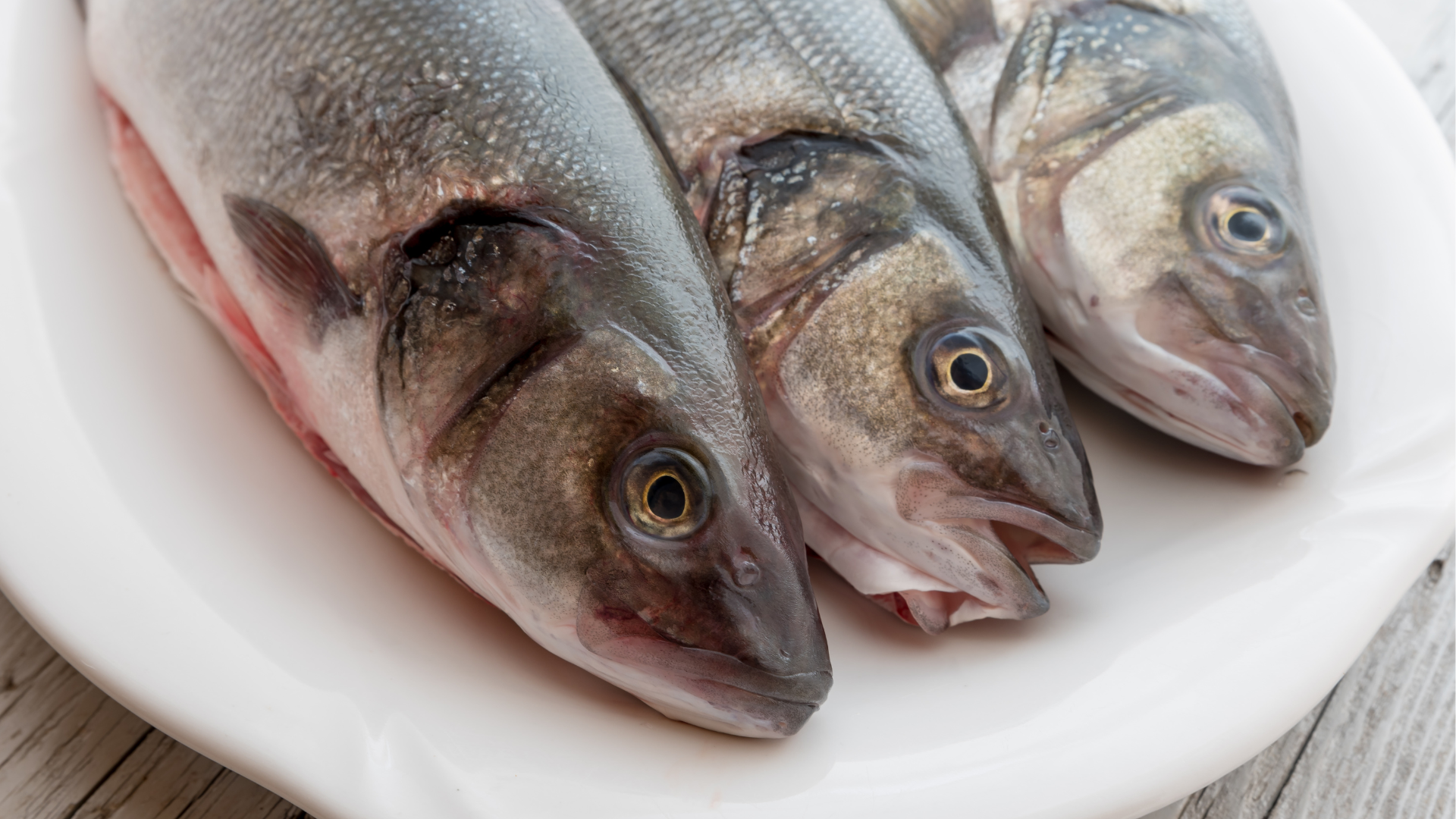 sea bass