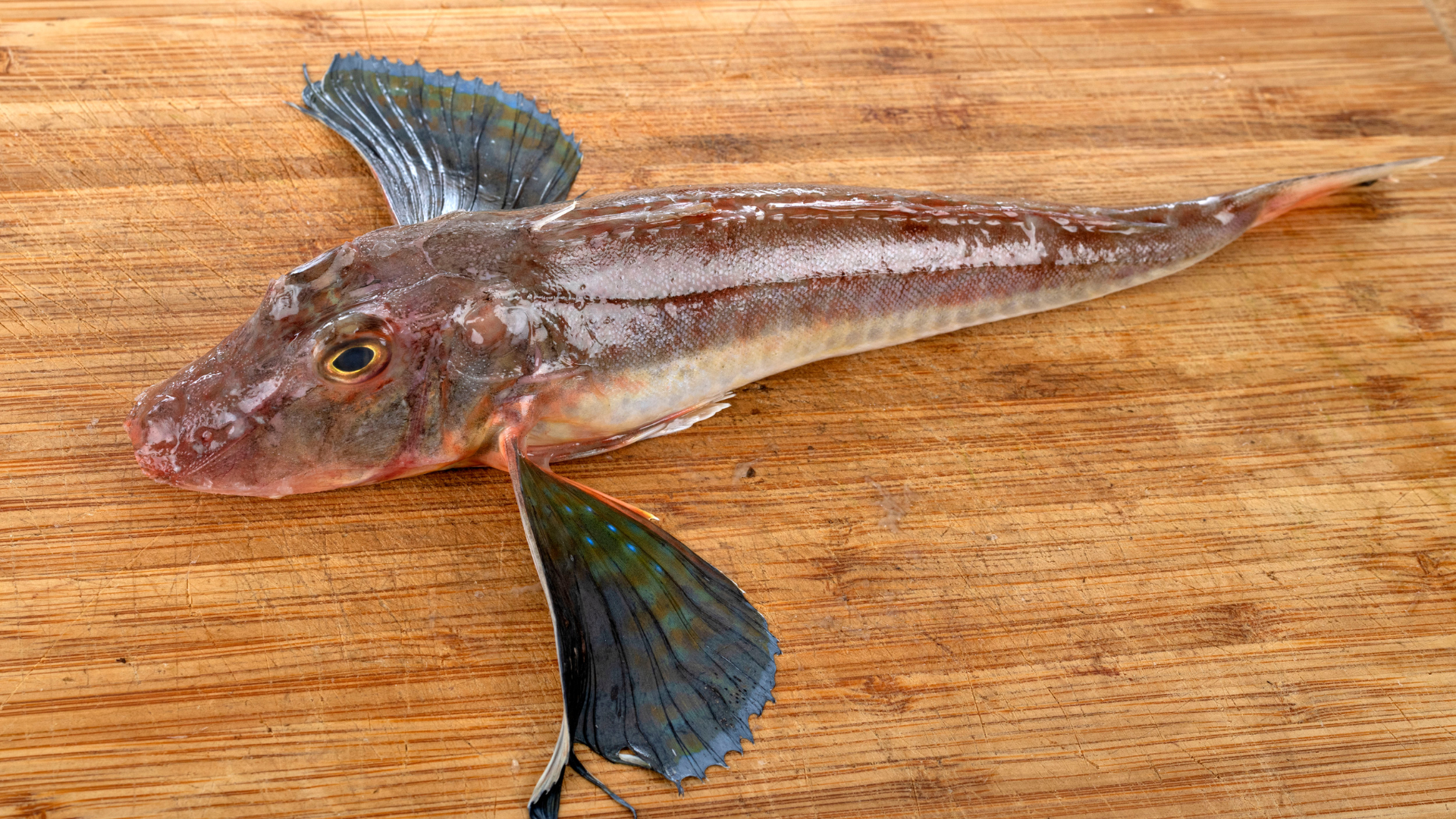 northern sea robin