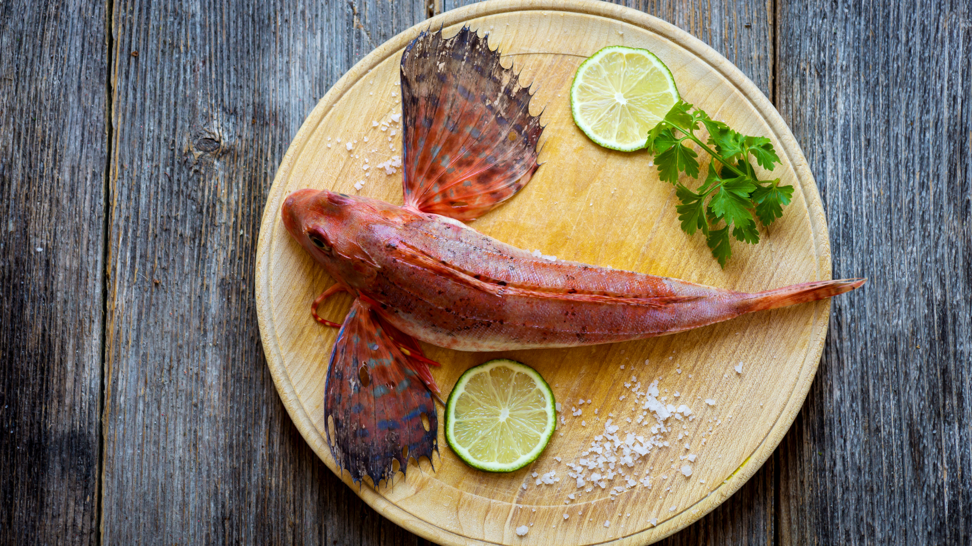 sea robin