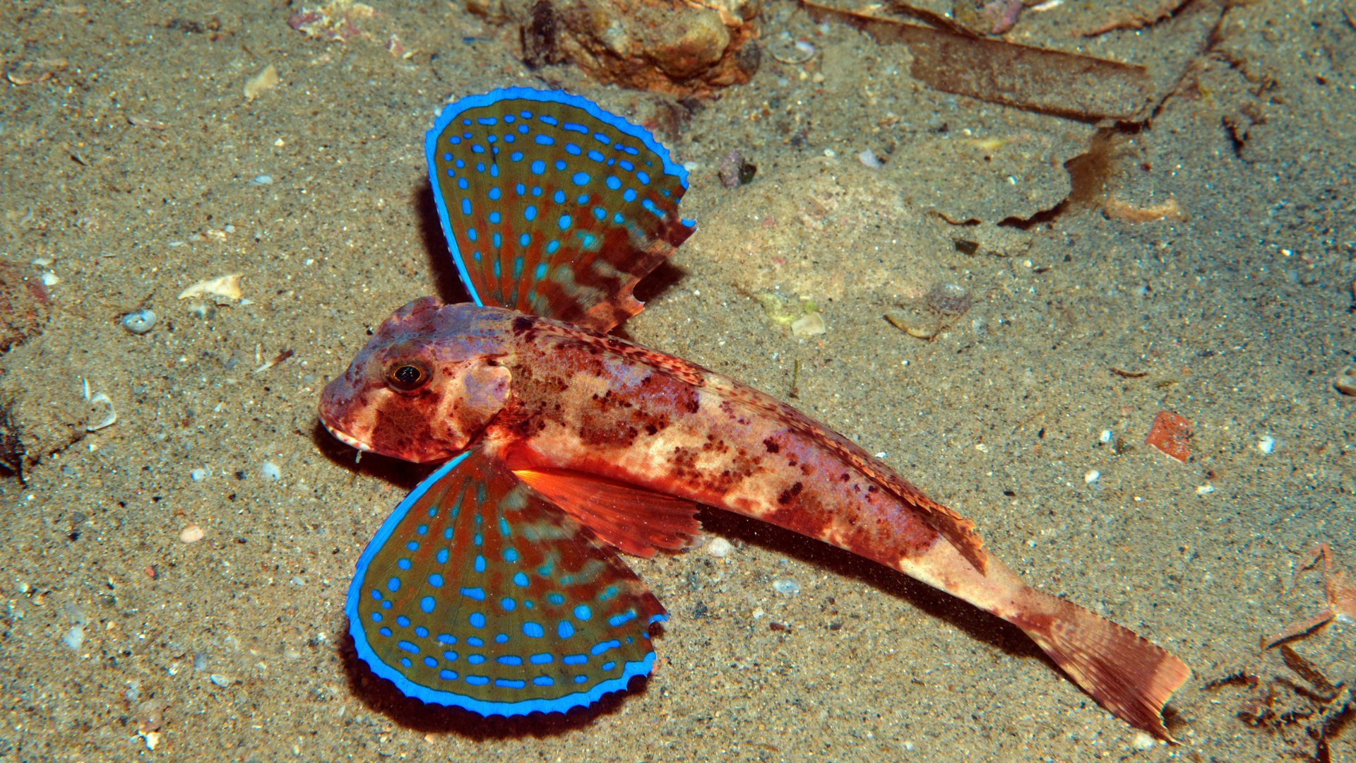 Chelidonichthys kumin (Bluefin Gurnard)