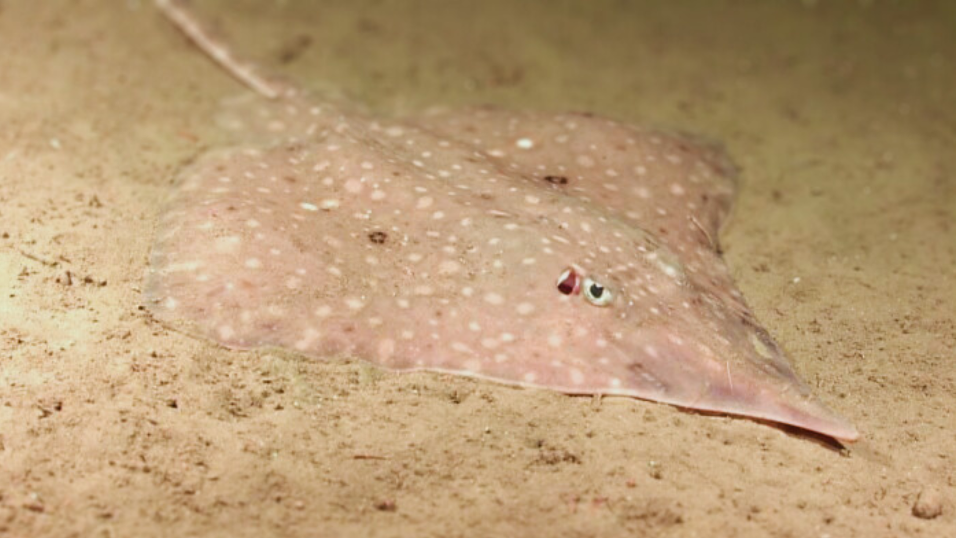 longnose skate