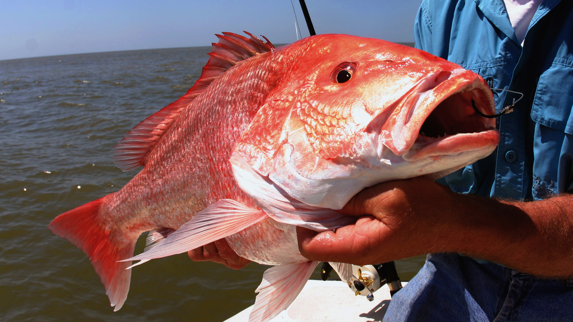 red snapper