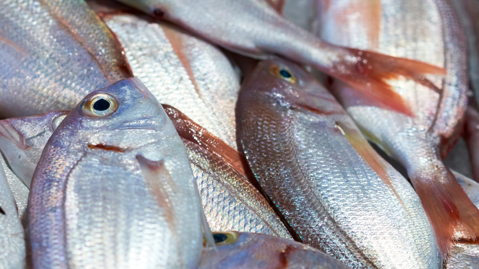 tai snappers