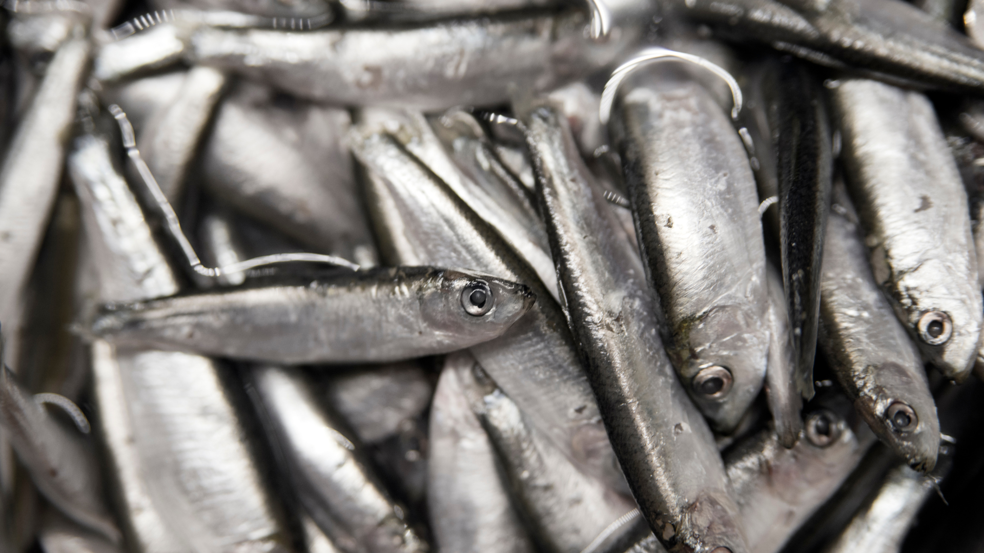 smelt