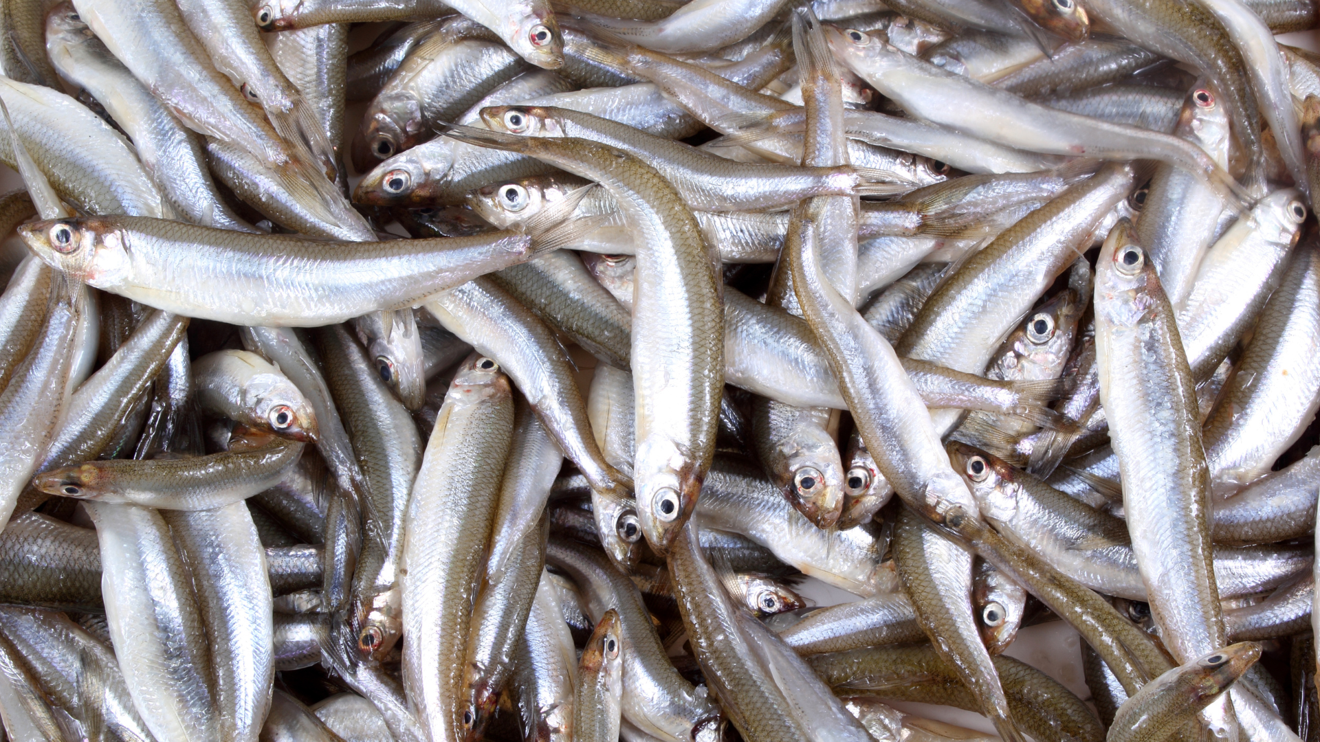 night smelt