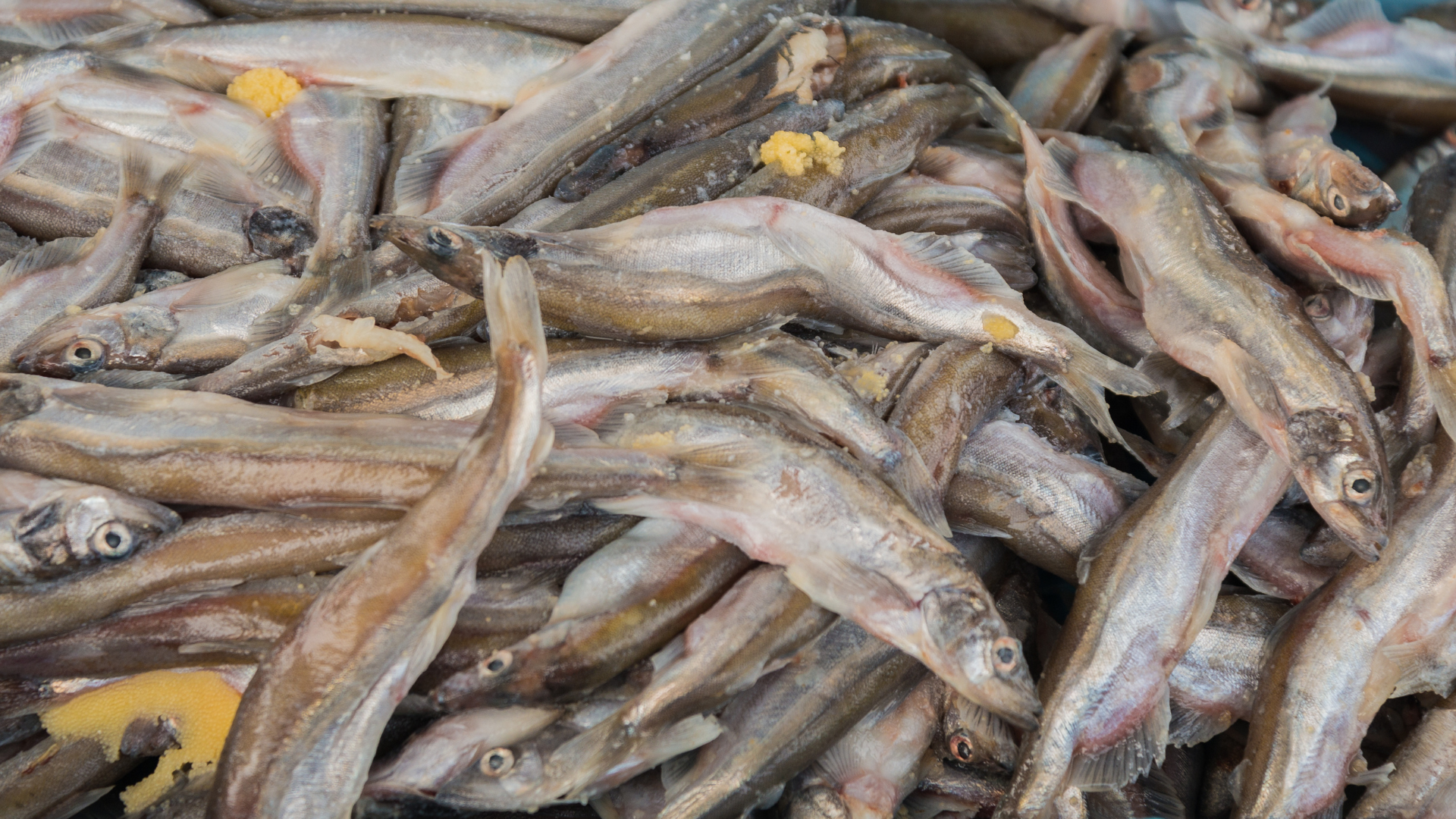 top smelt