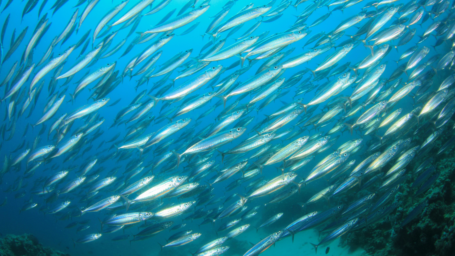 sardines