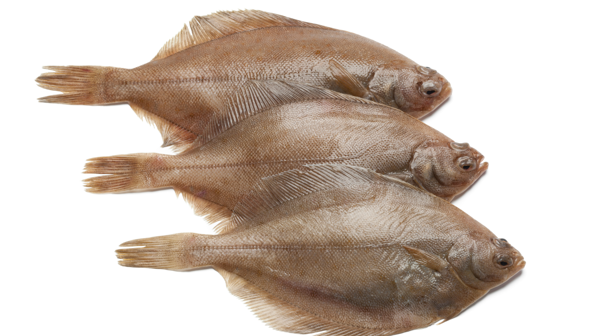 sand dab