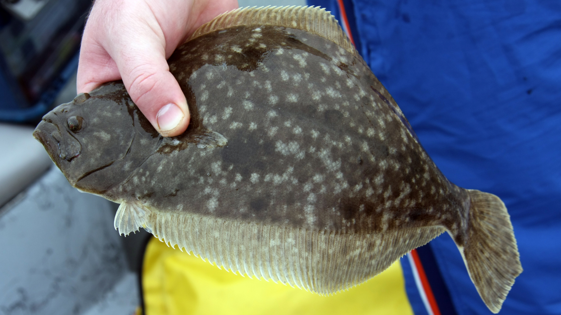 fluke
