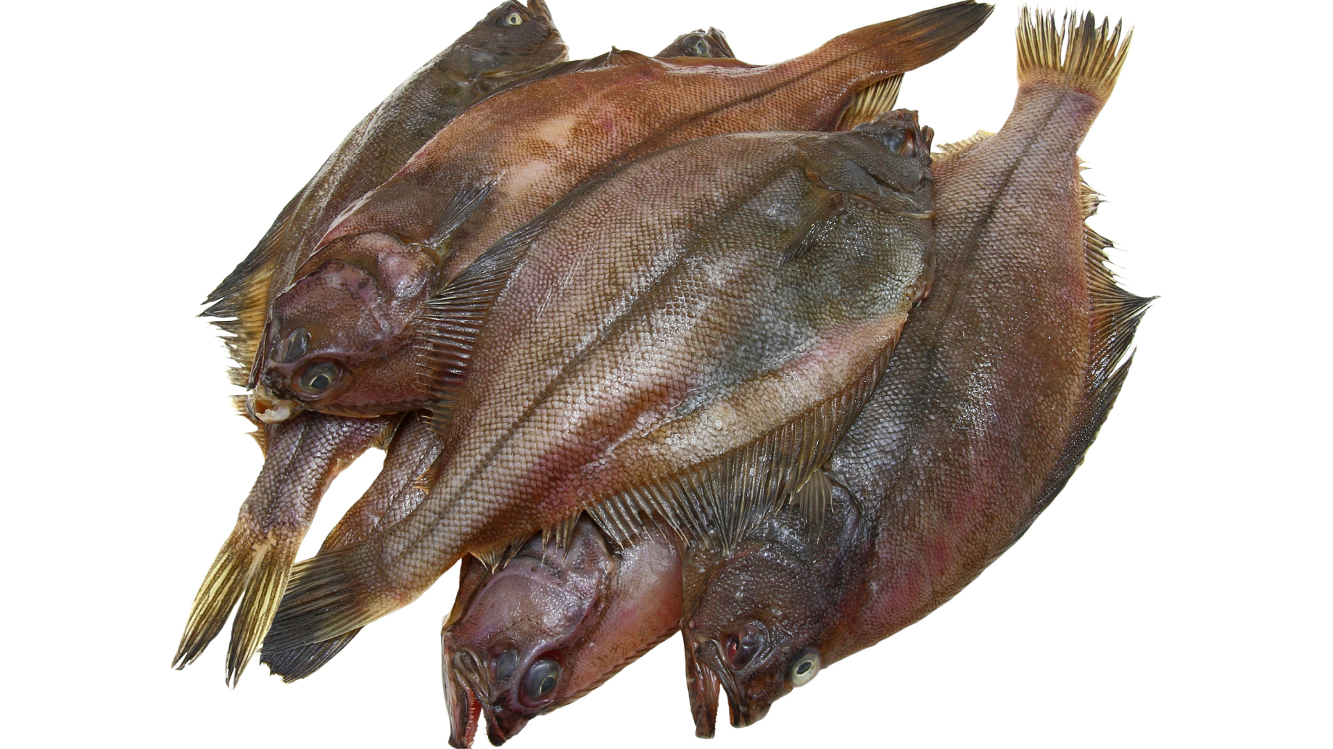 flounder