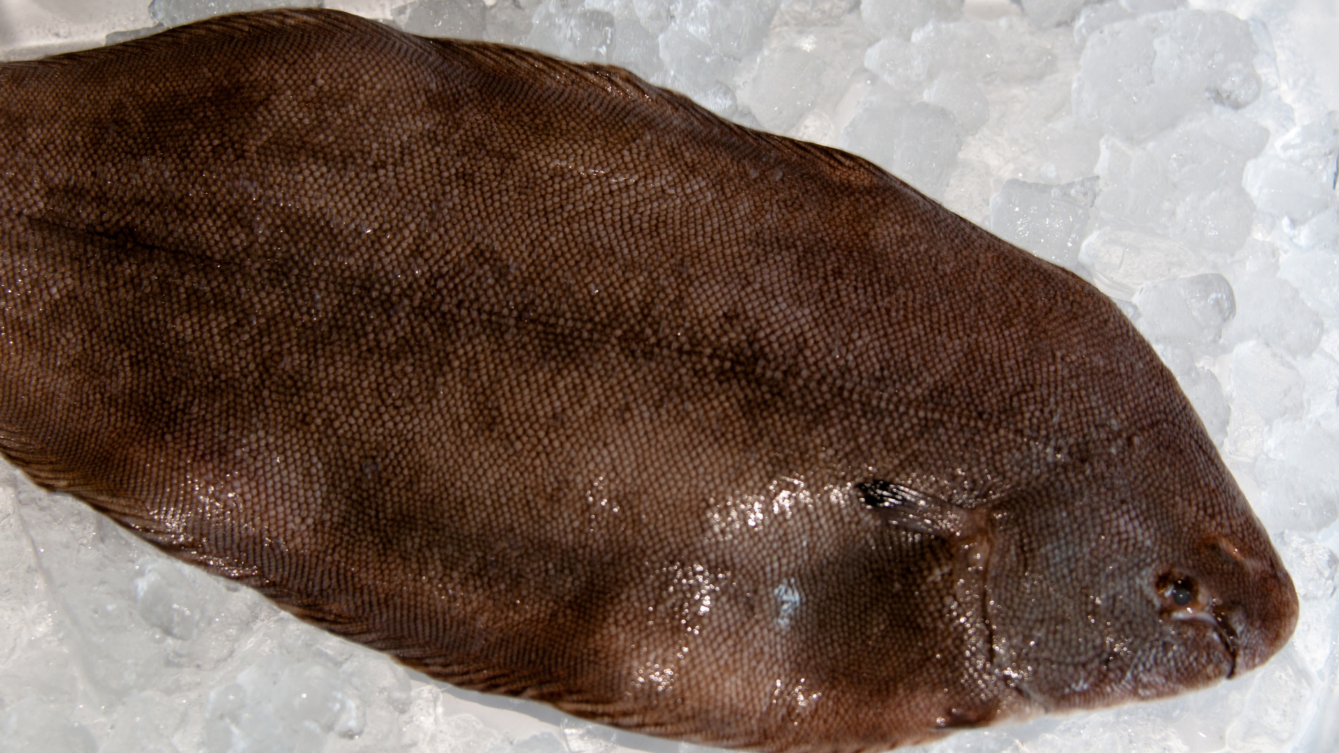 rex sole