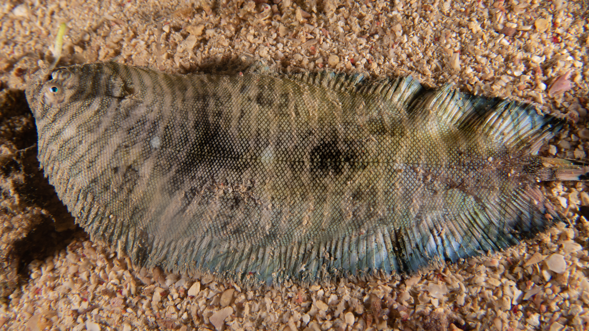 sand sole