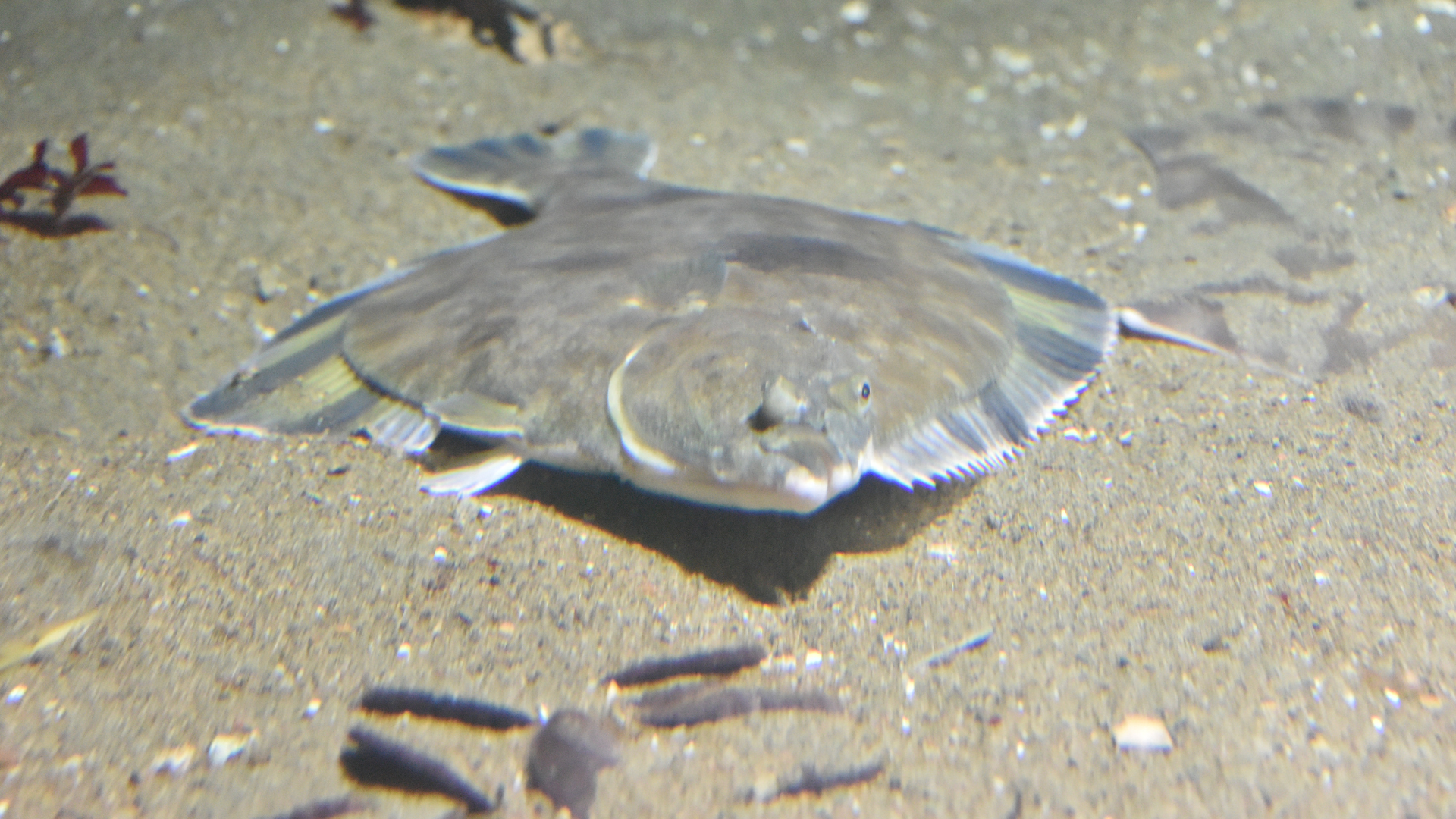 starry flounder