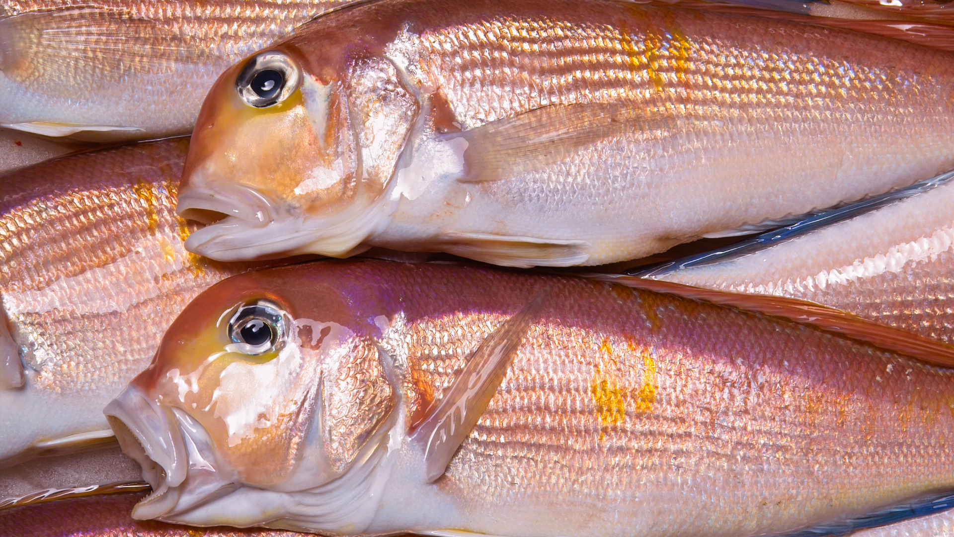 tile fish