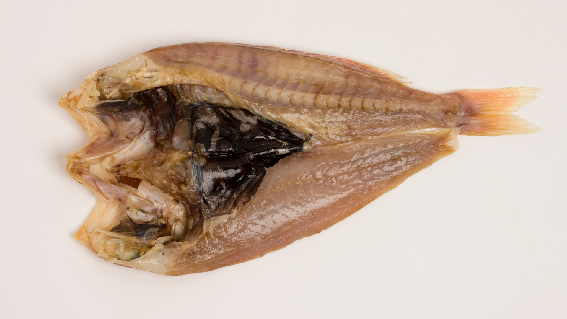tile fish