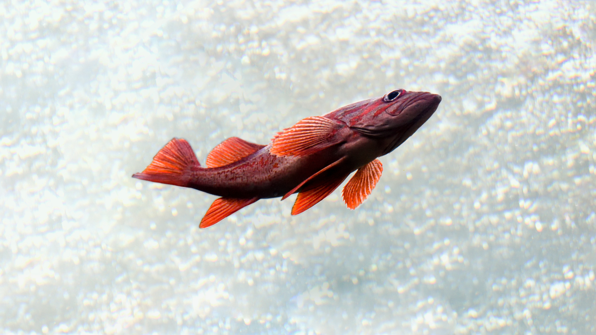 rockfish