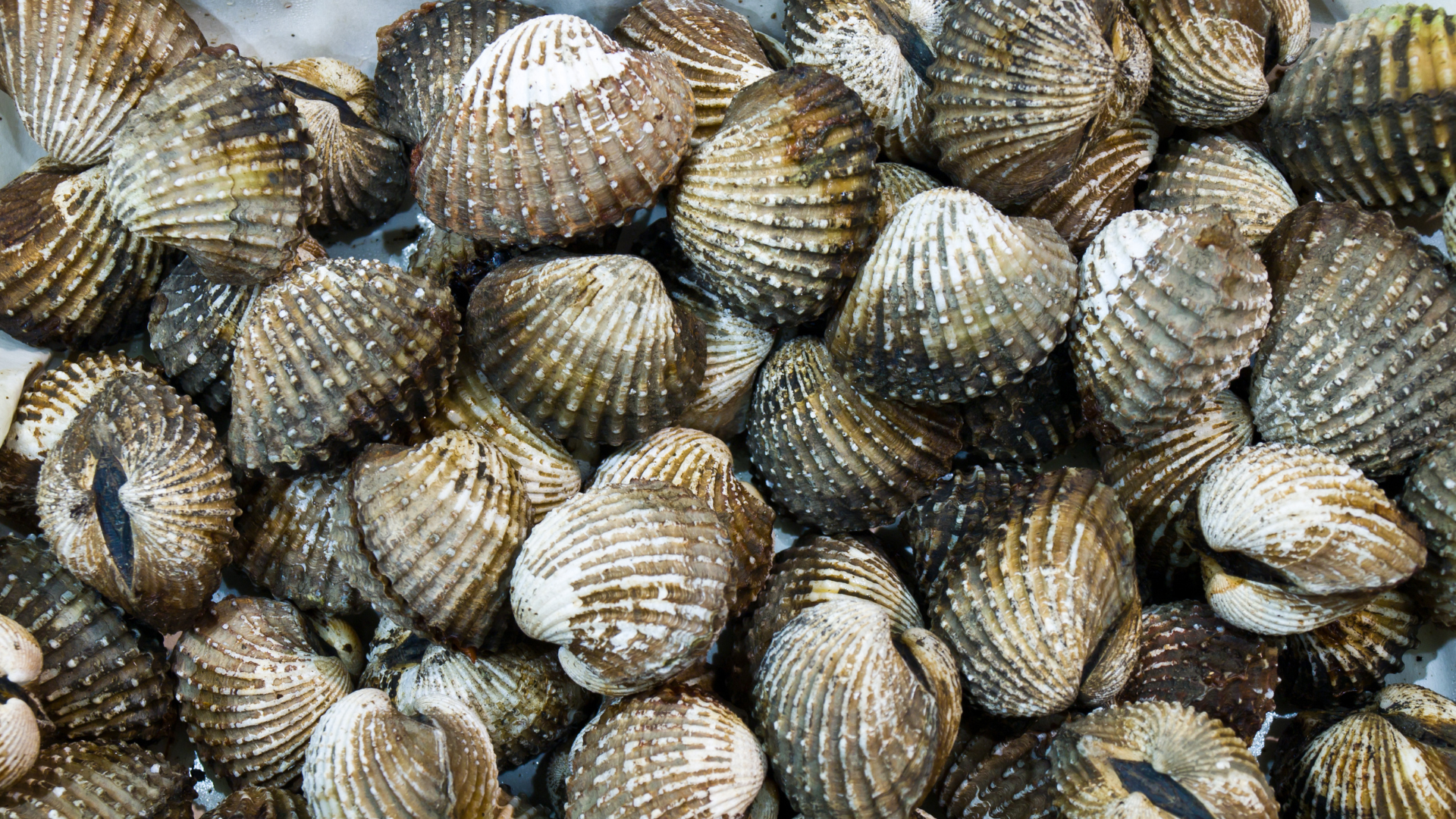 blood clams