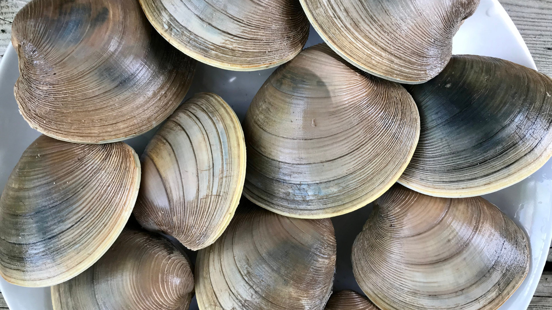cherrystone clam
