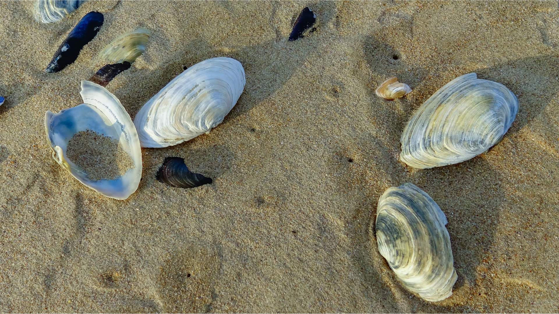 clams