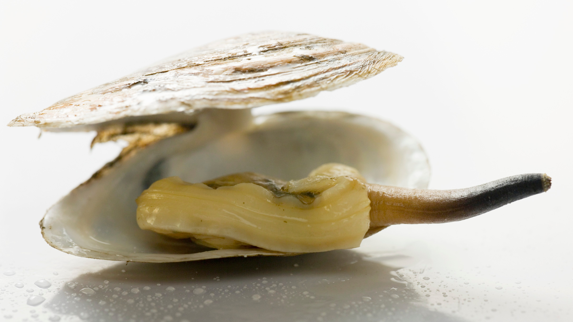 geoduck clam