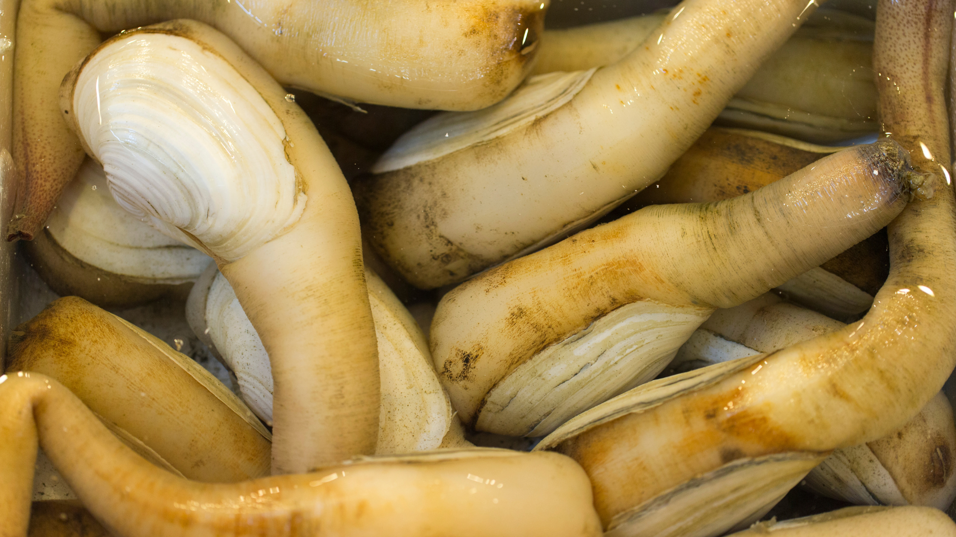geoduck