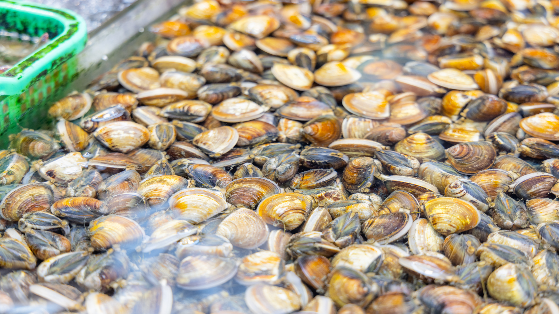 Little Neck Clam