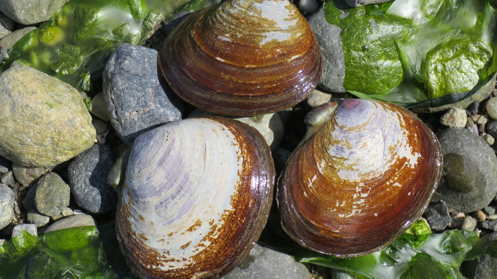 Savory Clam