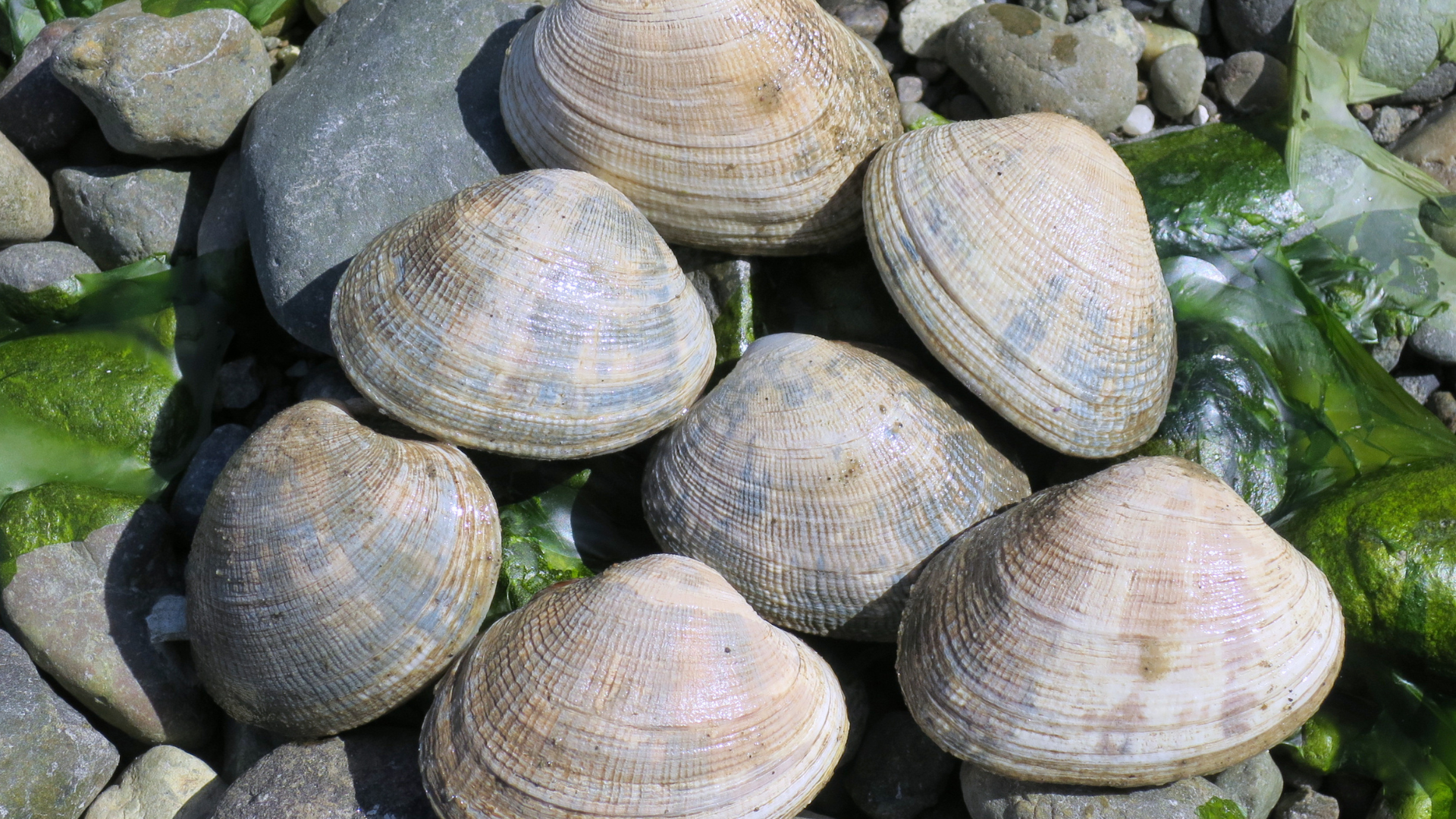 Manila Clam