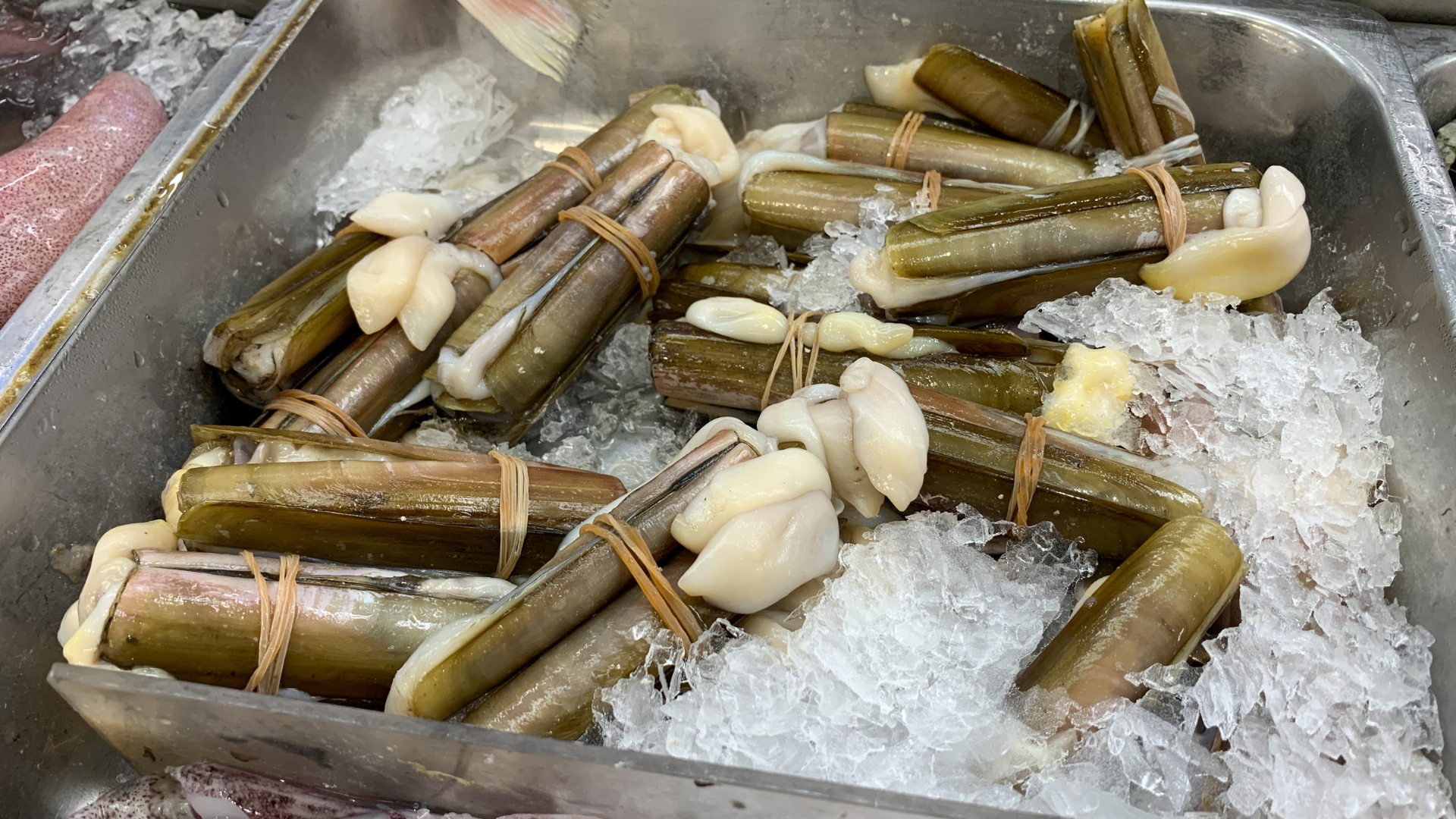 Western Razor Clam