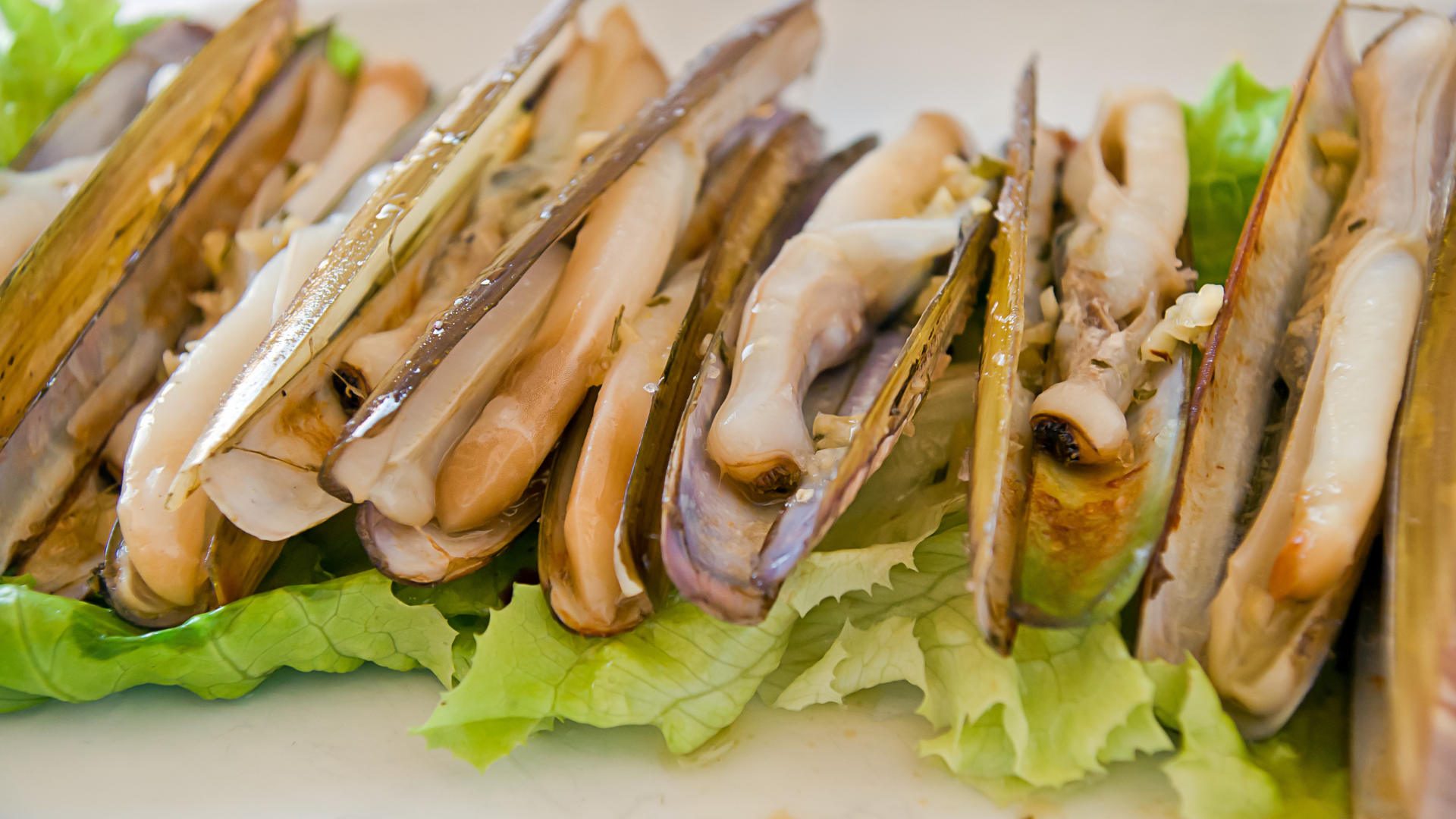 Eastern Razor Clam