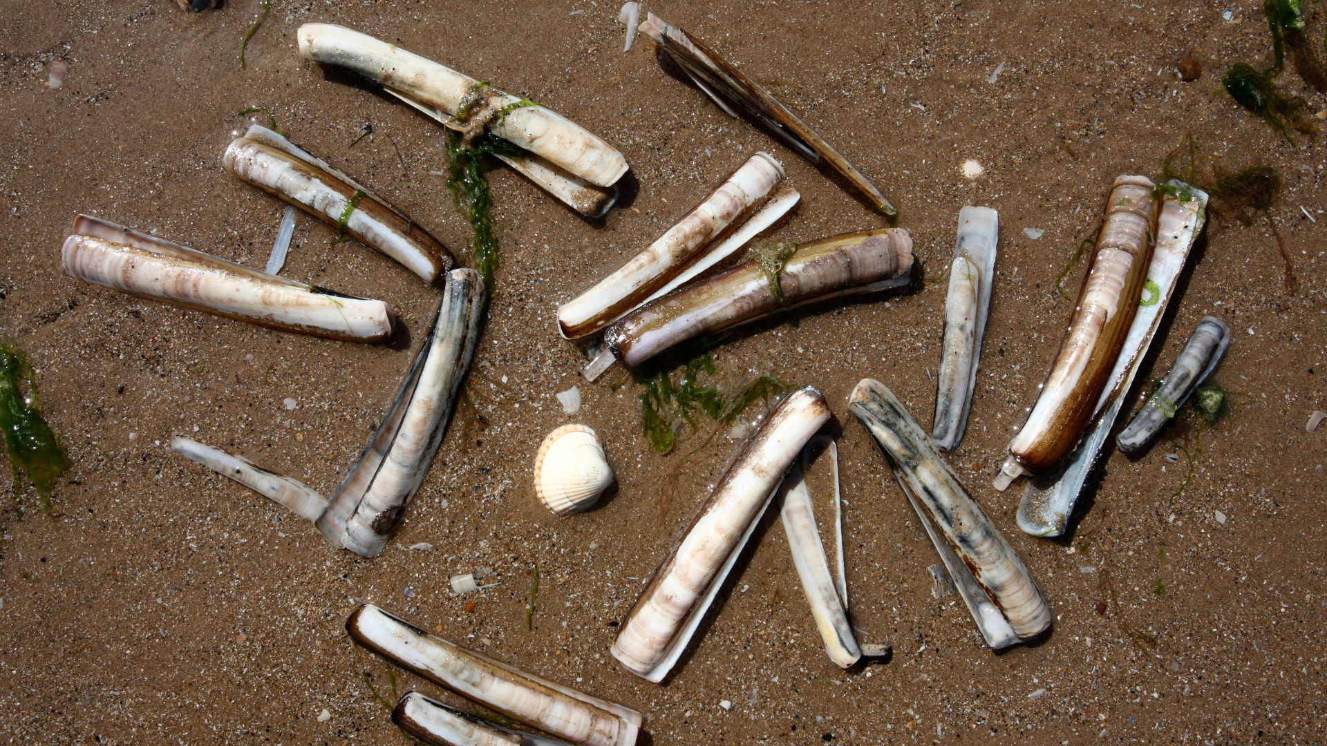 Eastern Razor Clam