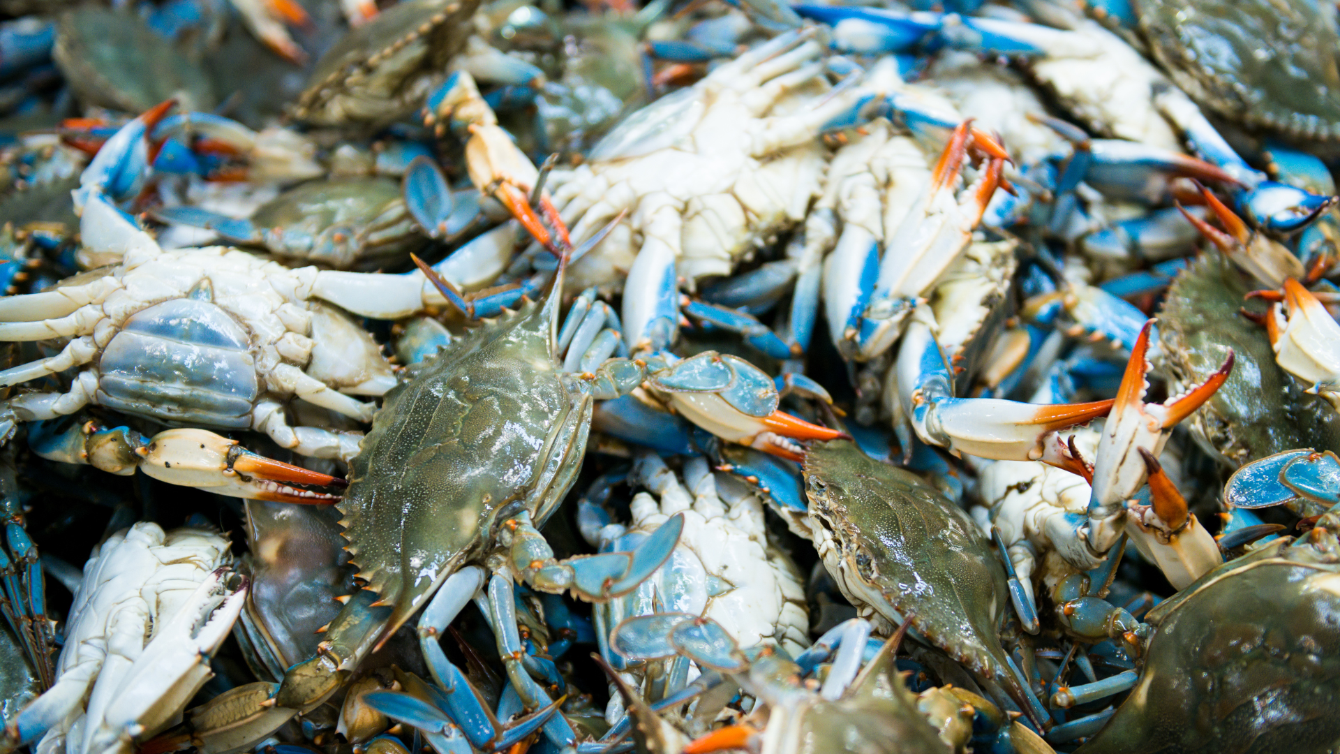 Blue Crab