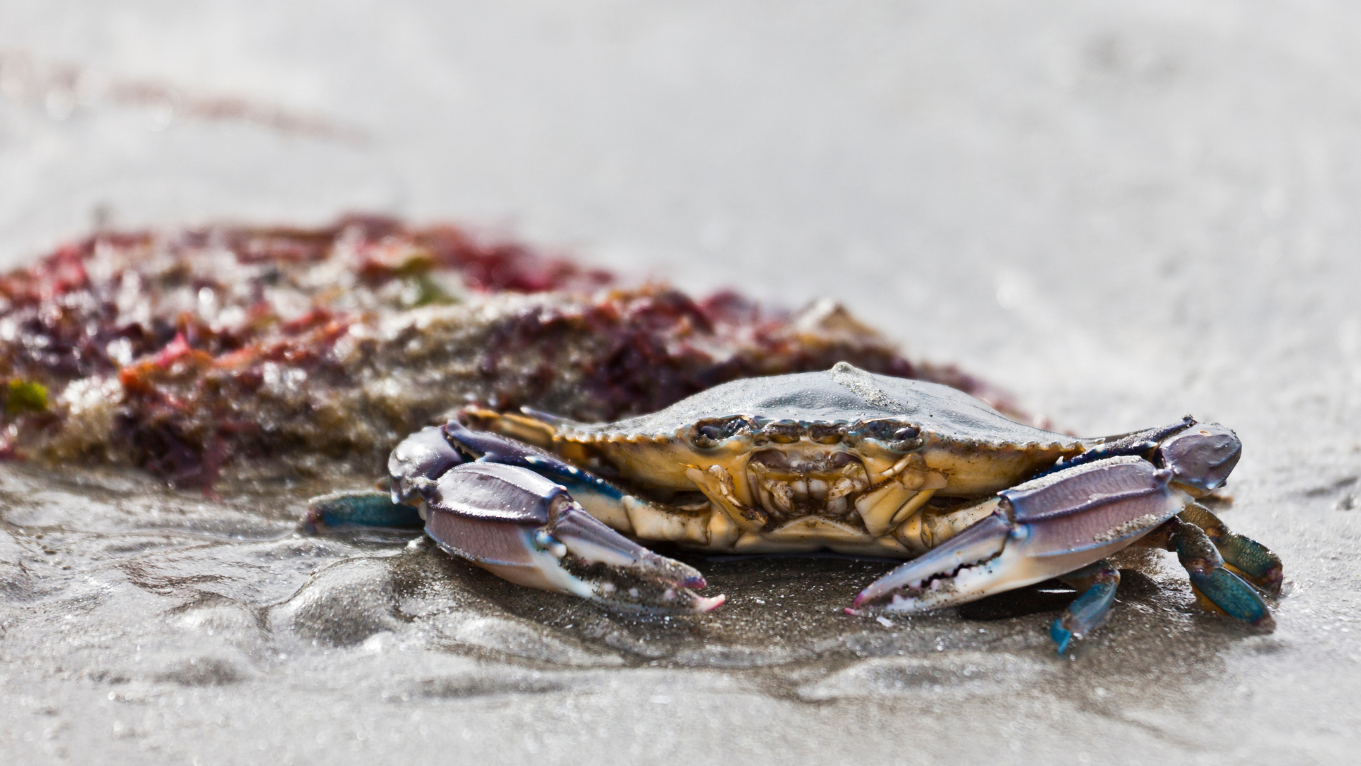 Softshell Blue Crab