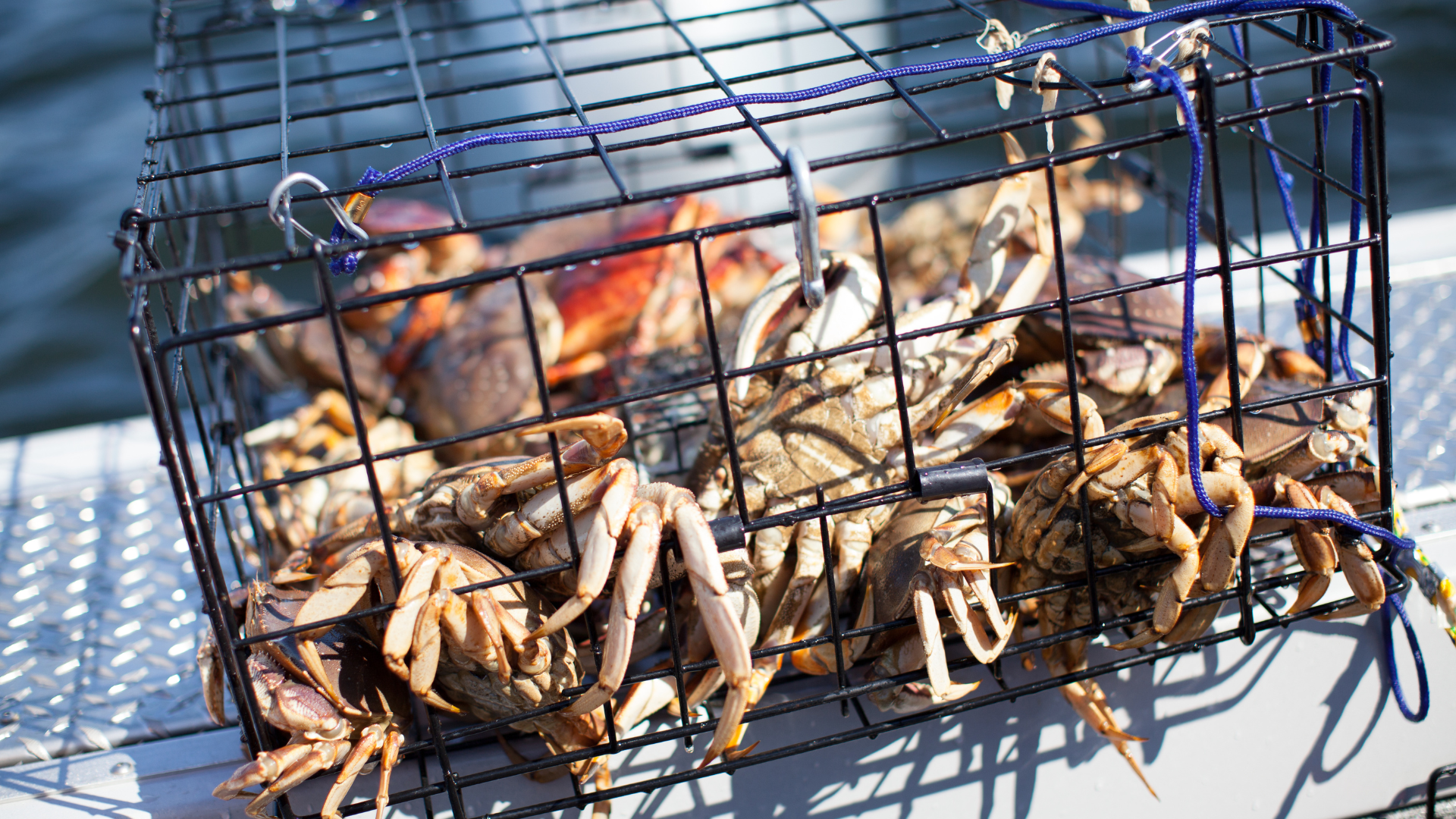 Dungeness Crab