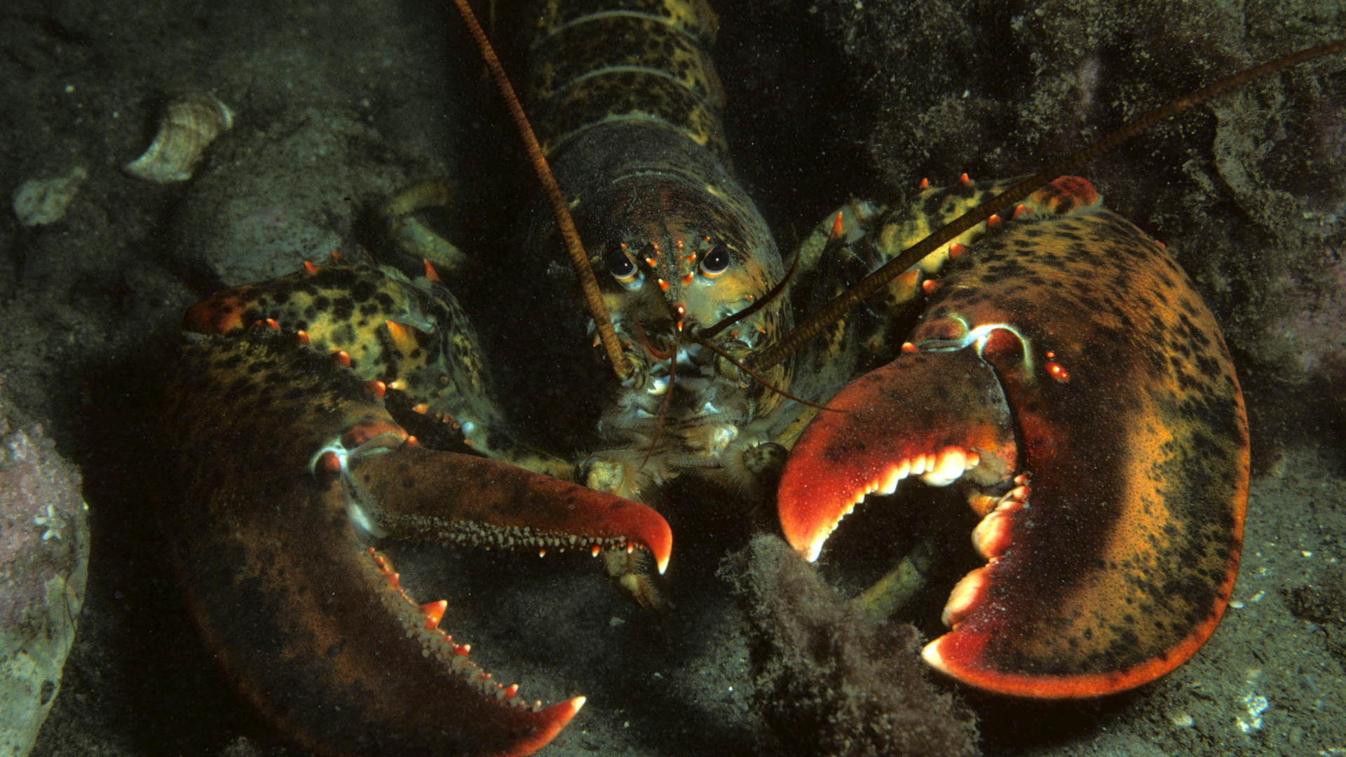 American Lobster