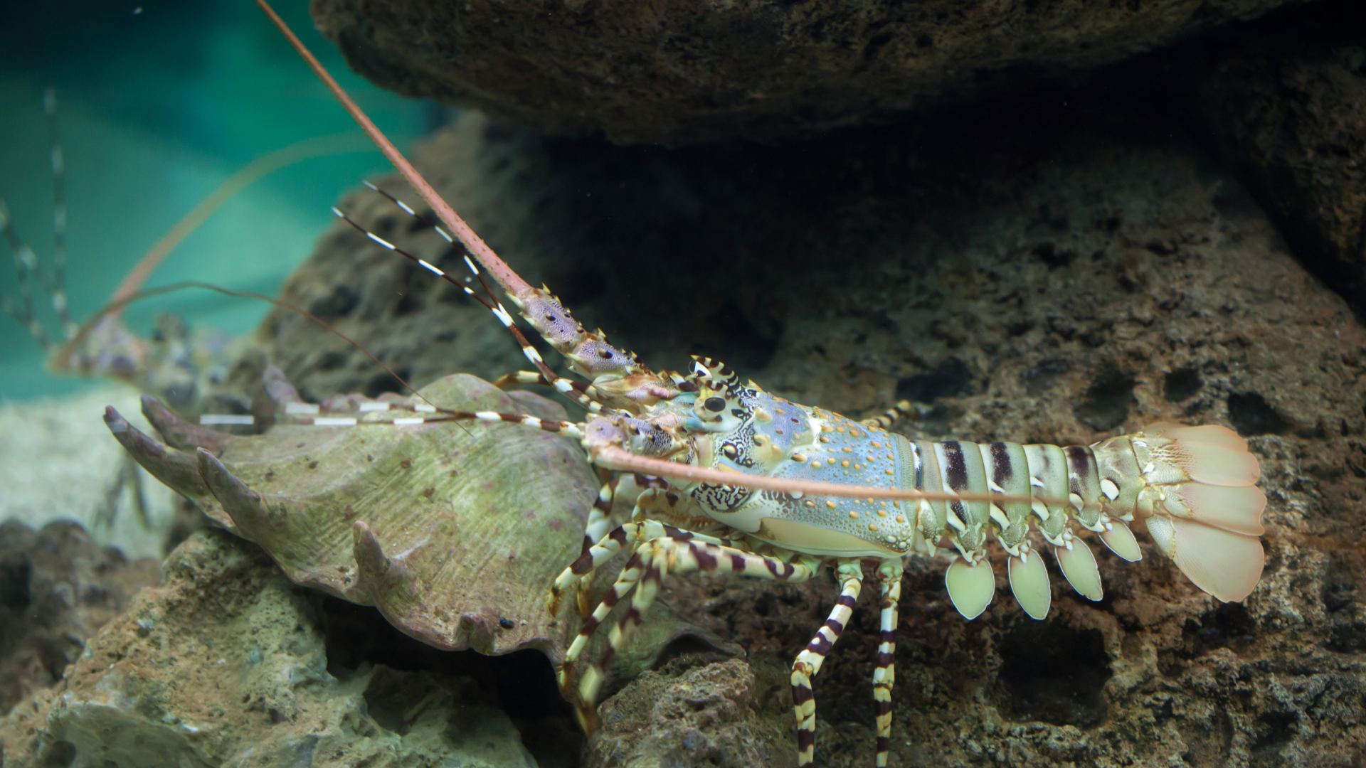 Spiny Lobster
