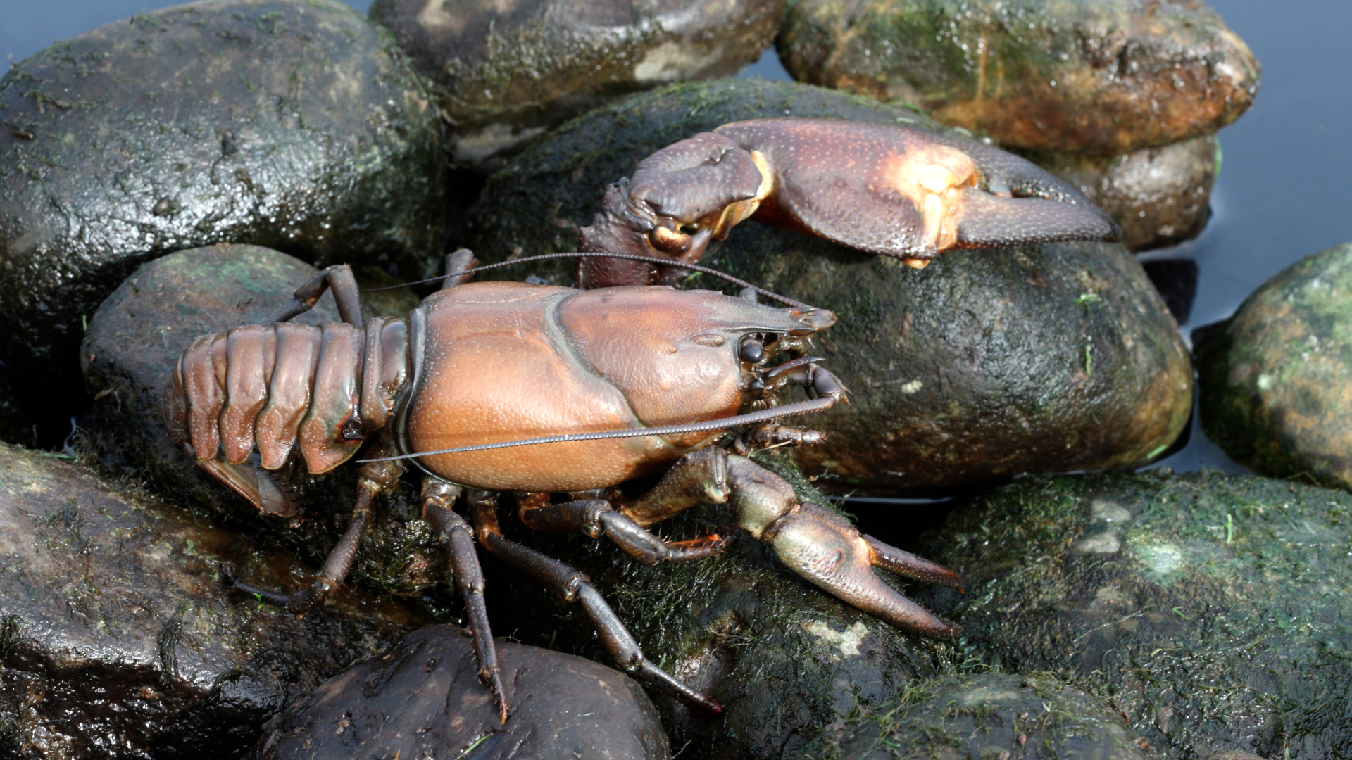 Signal Crayfish