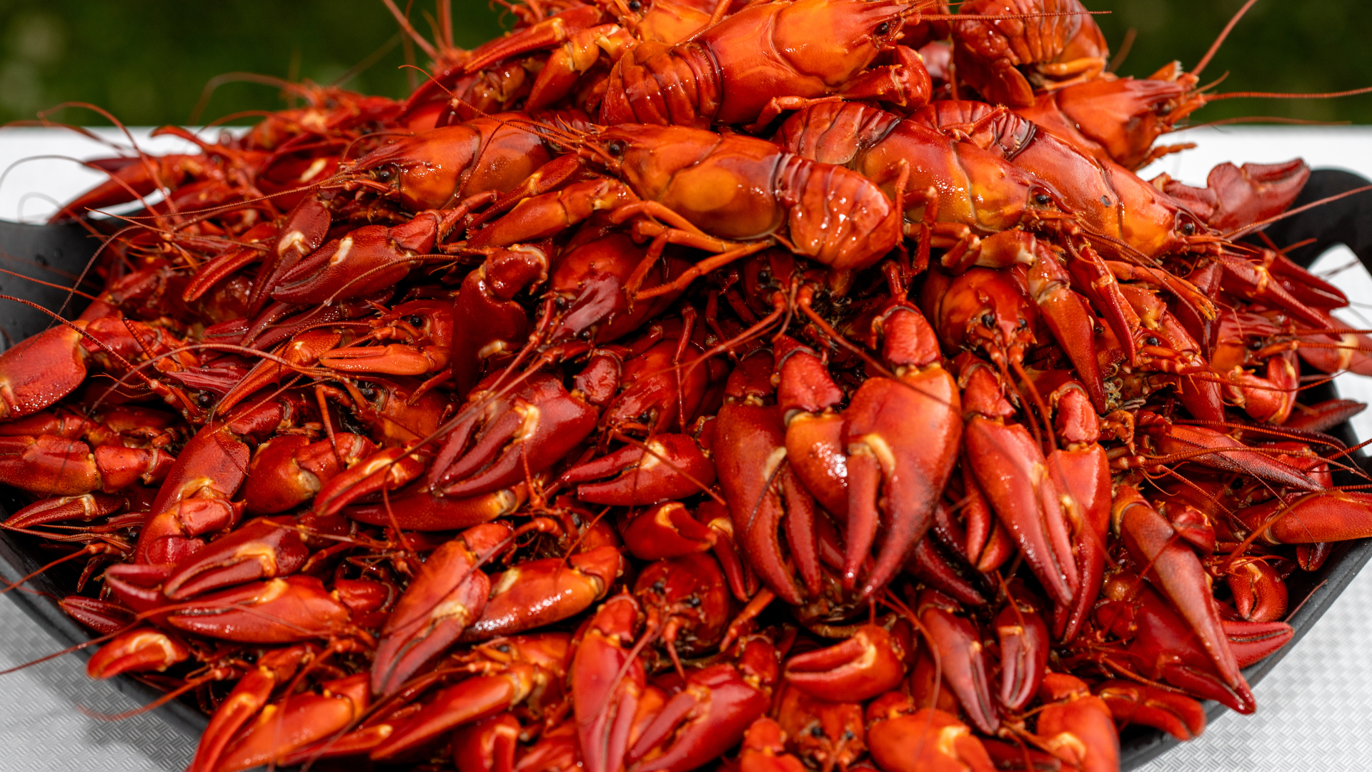 Signal Crayfish