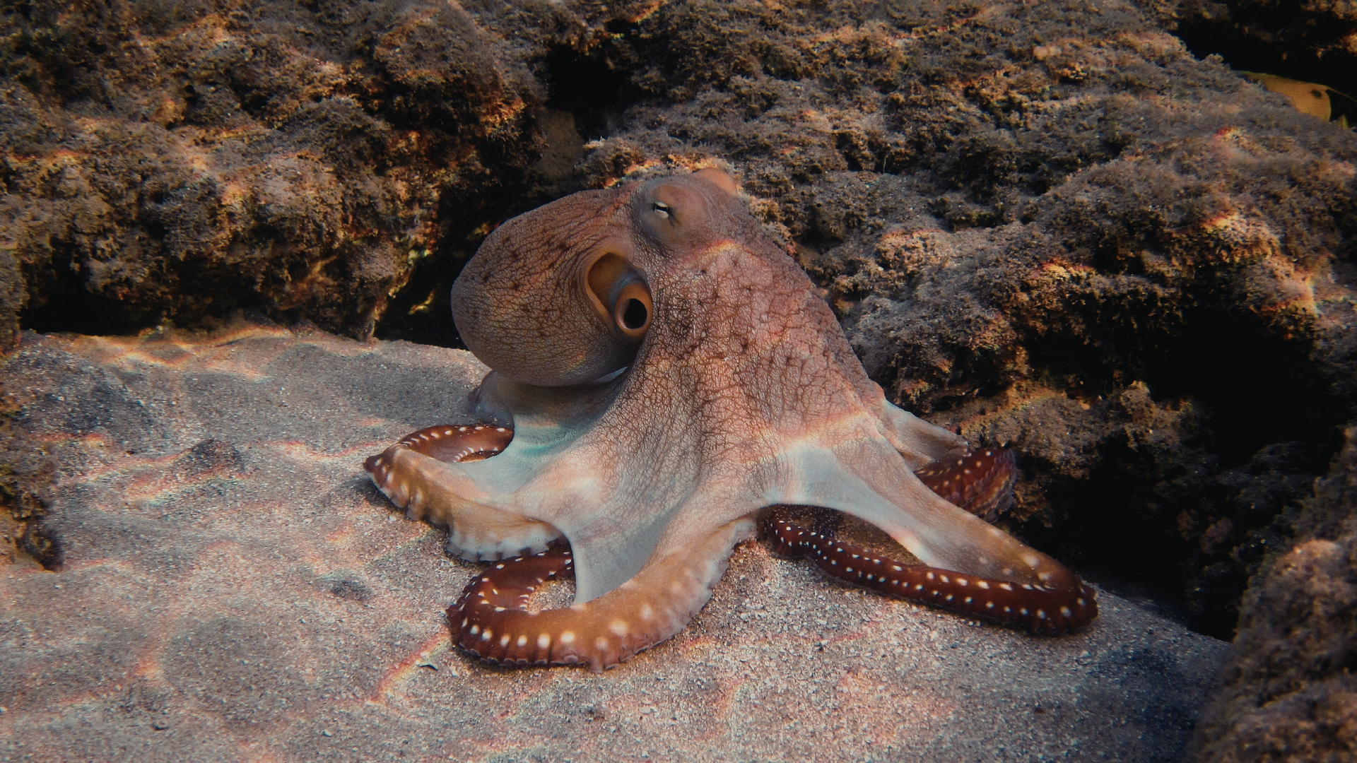 Octopus