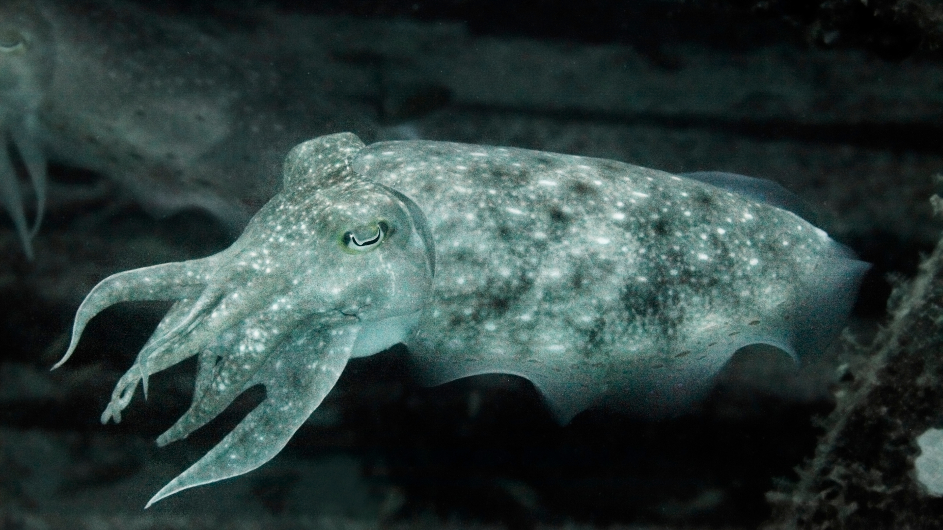 Cuttlefish