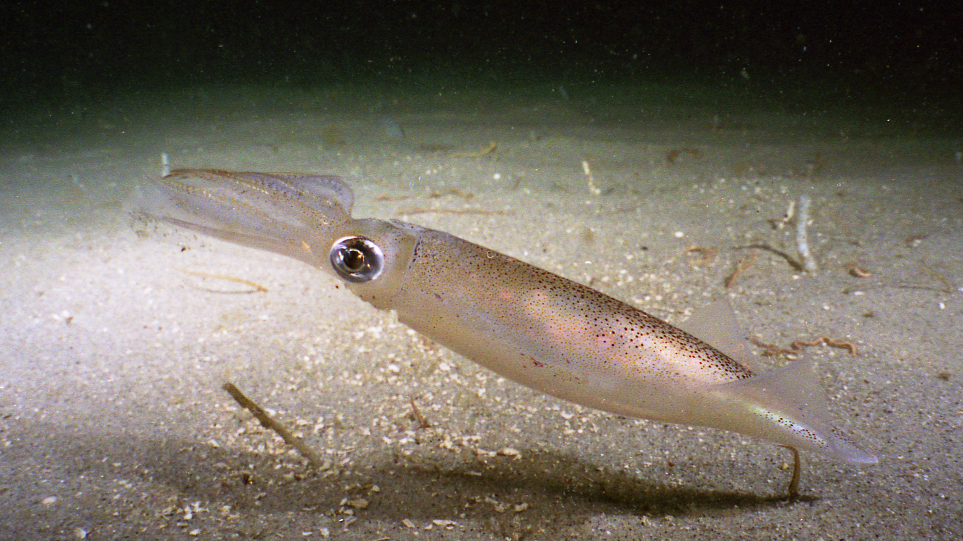 Long Fin Squid
