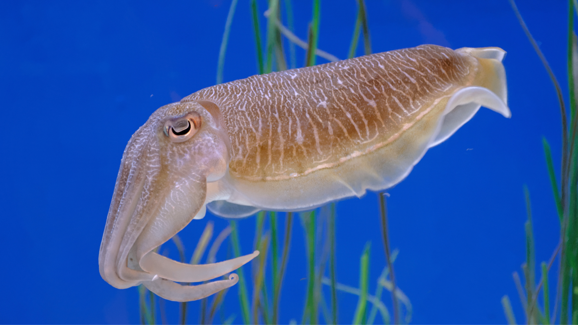Market Squid