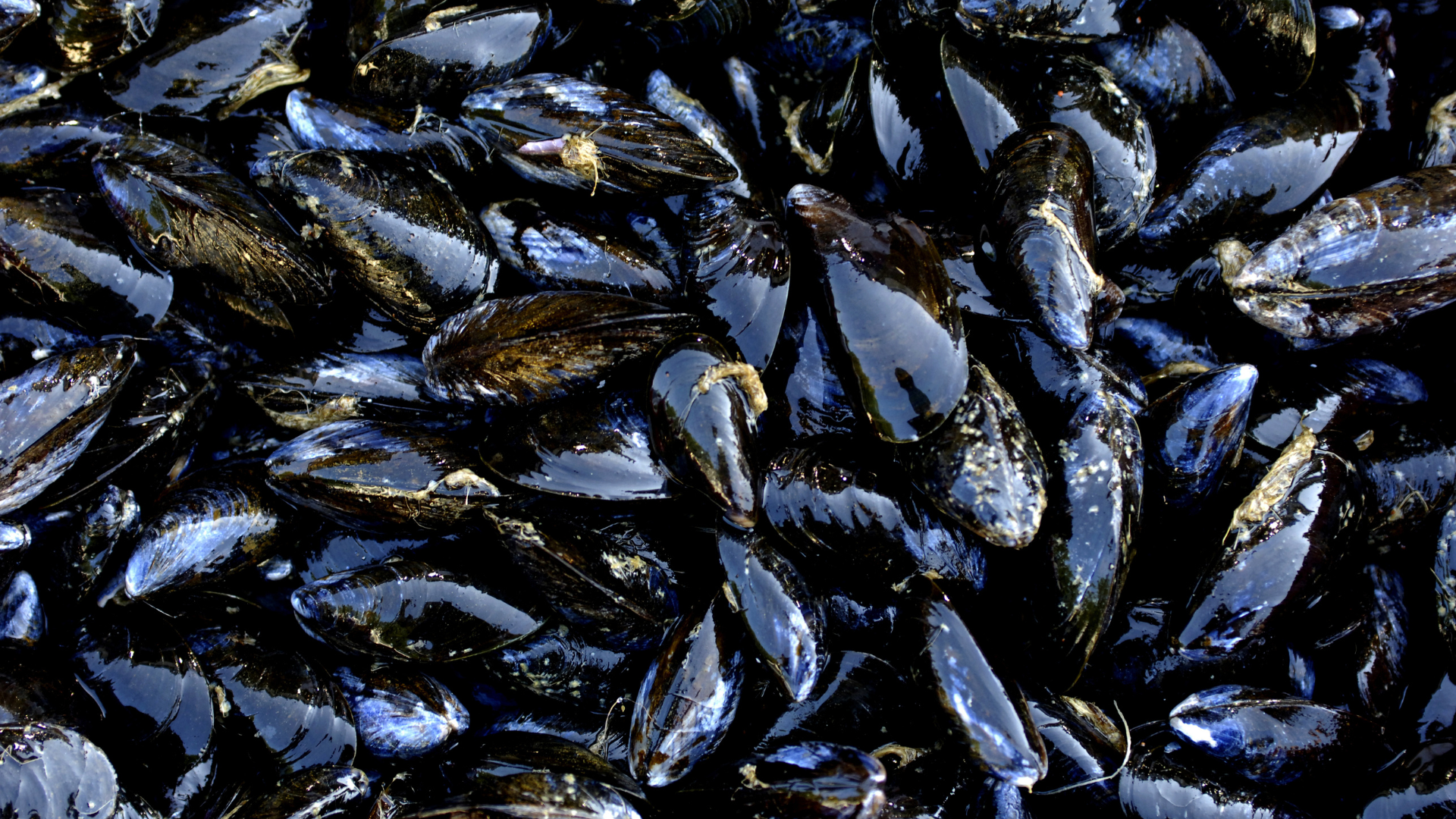 Blue Mussel