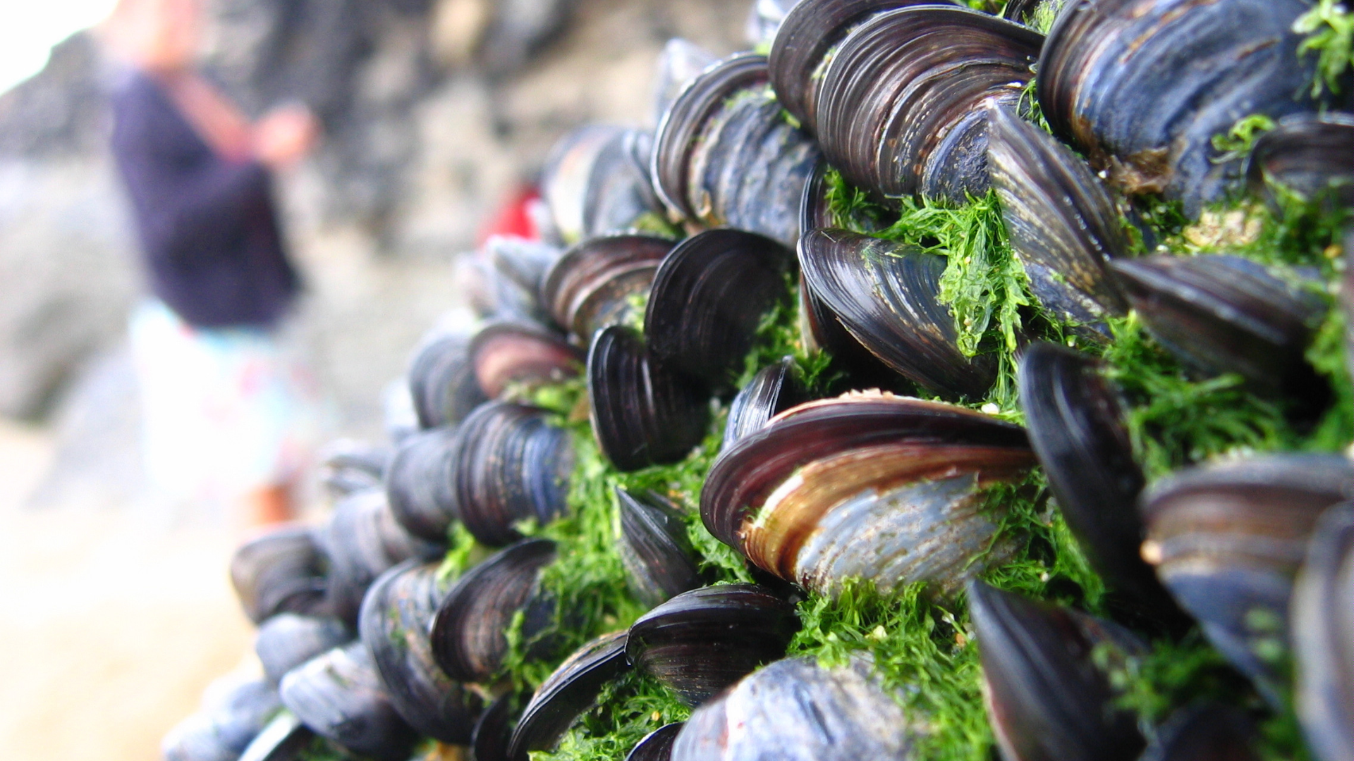 Mediterranean Mussel