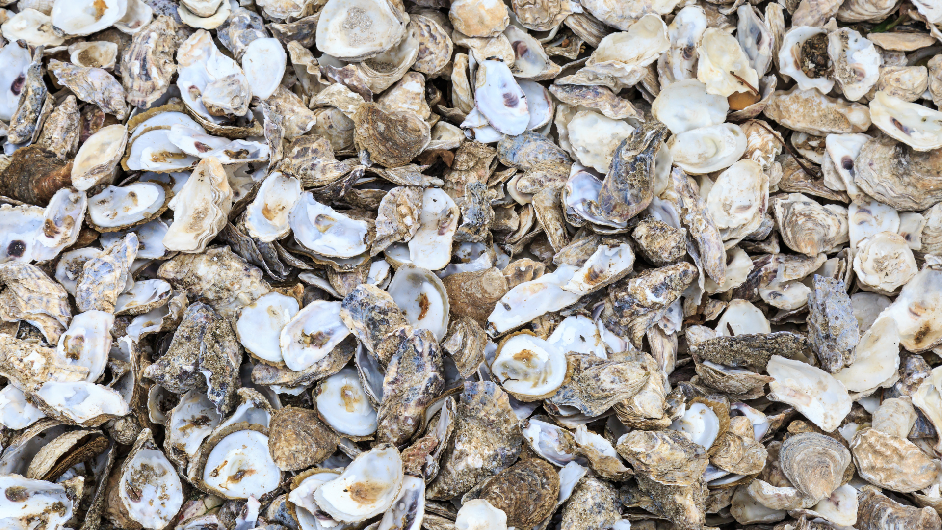 Pacific Oyster